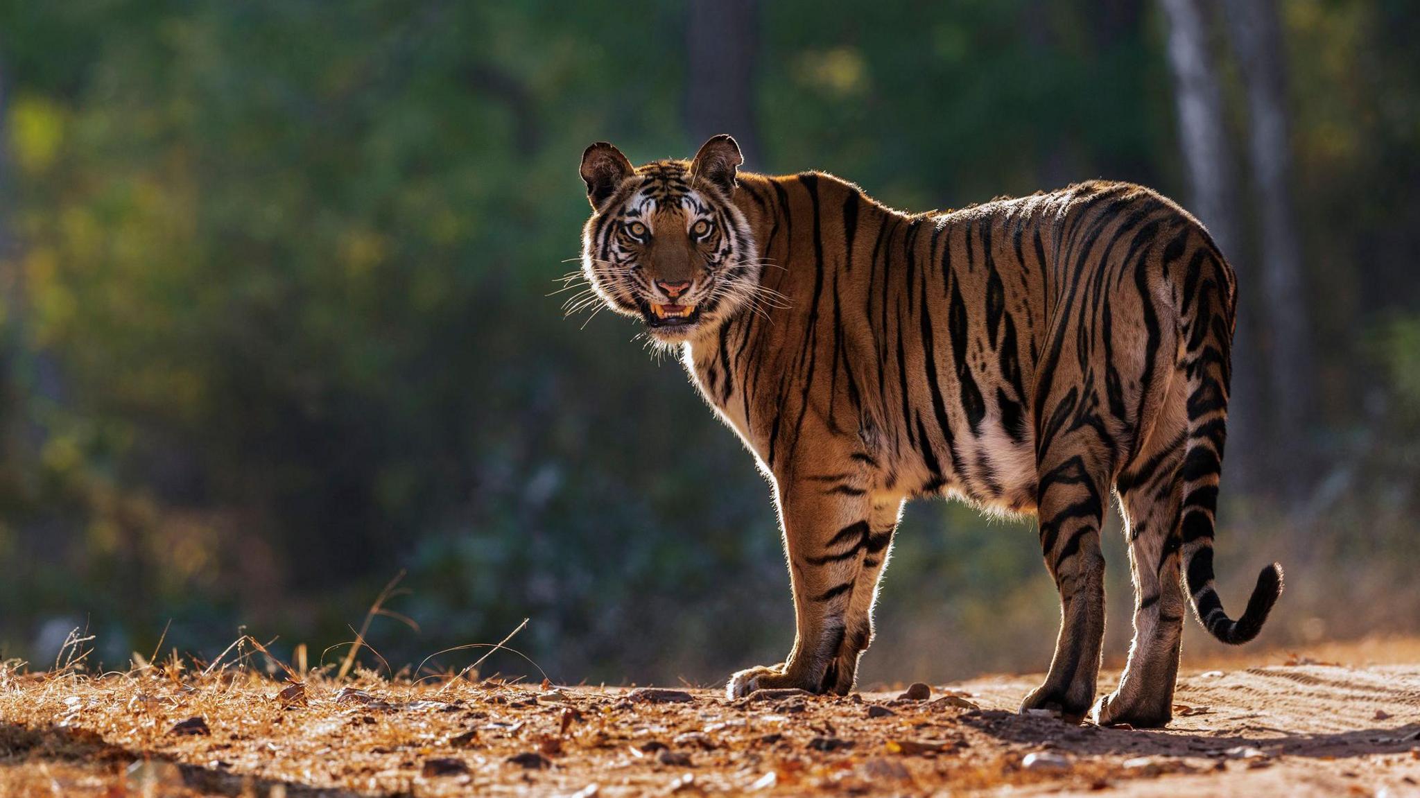 bengal tiger