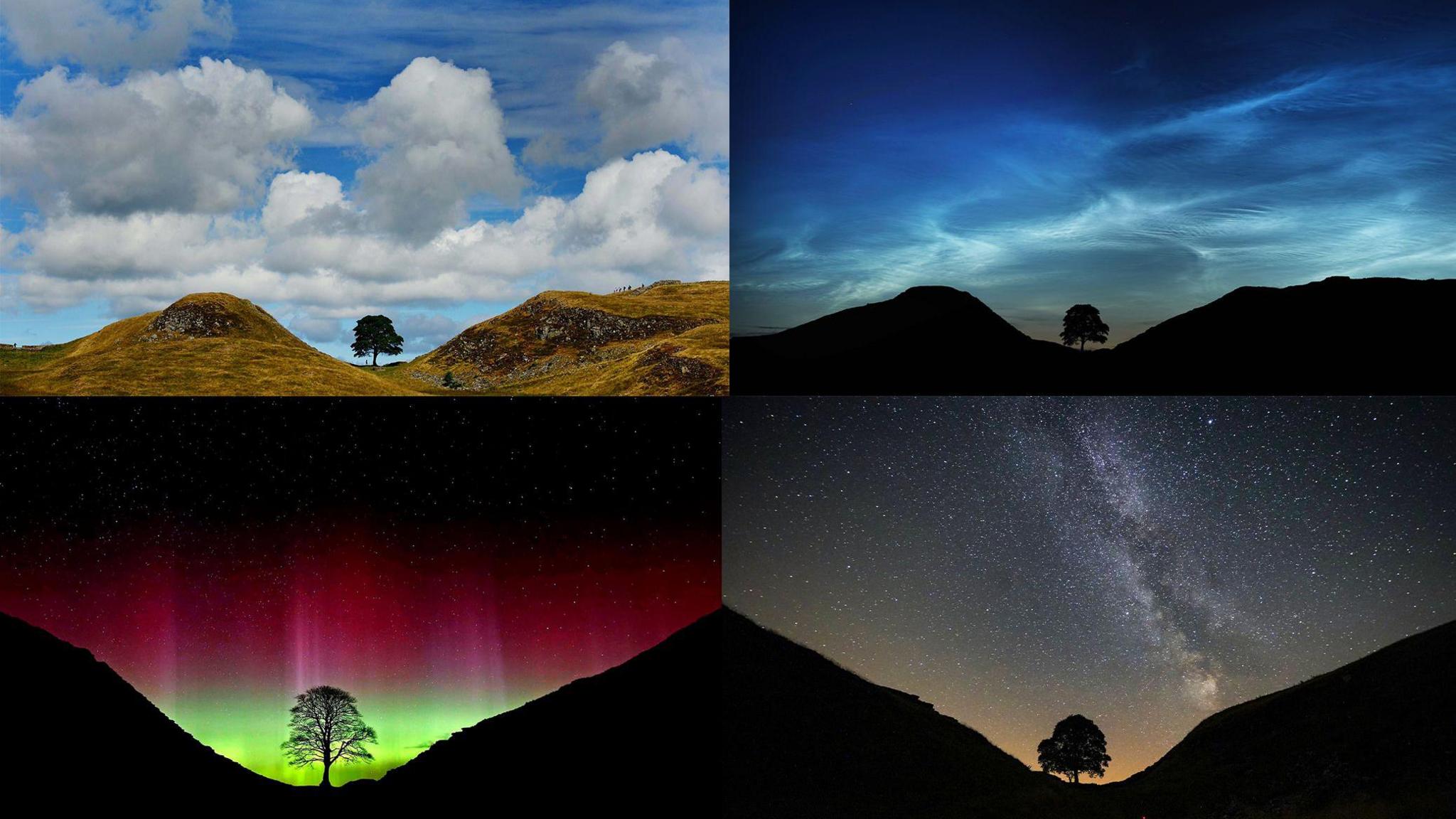 The Sycamore Gap tree, Northumberland, taken (clockwise from top left) in daylight, with noctilucent clouds, the Milky Way and the Northern Lights.