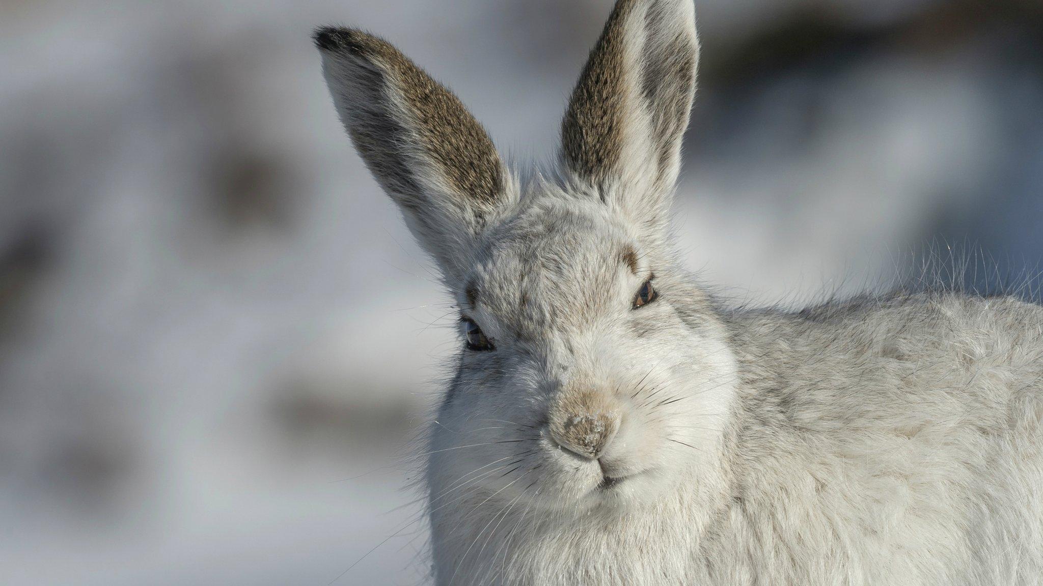 Mountain hares