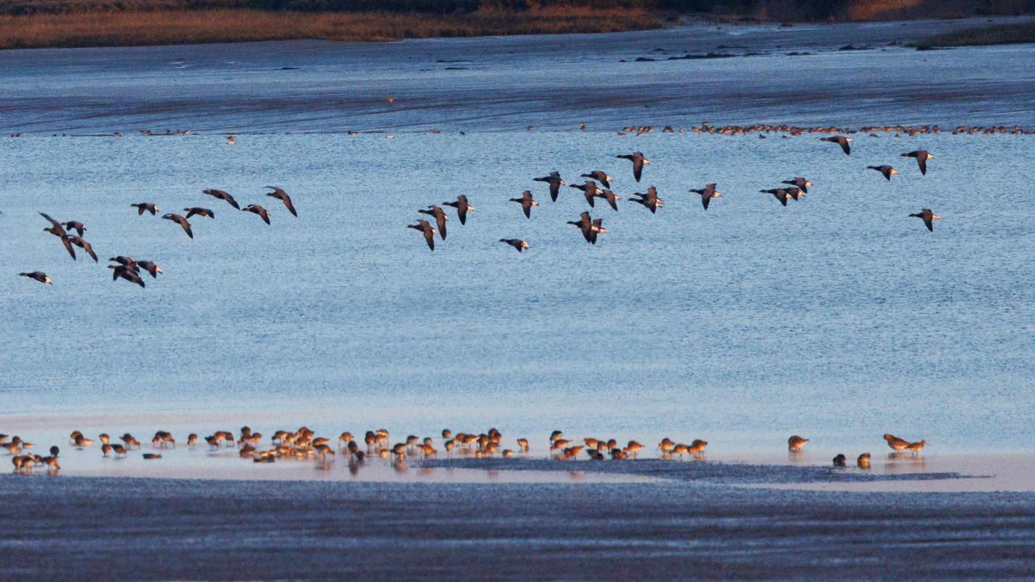 Birds on the saltmarsh