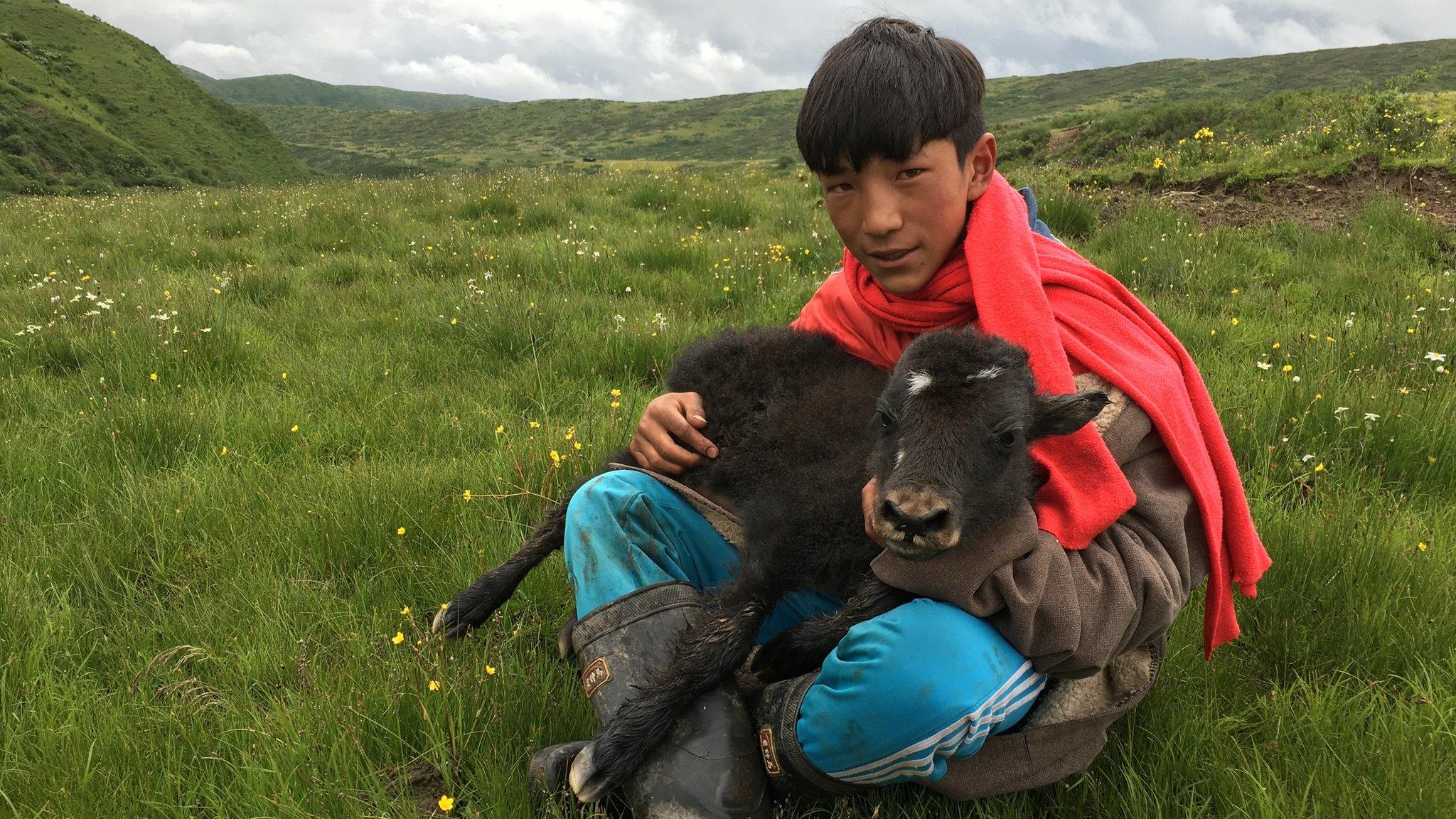 Tshe Bdag Skyabs's younger brother seated in a grass field with a baby yak in his lap