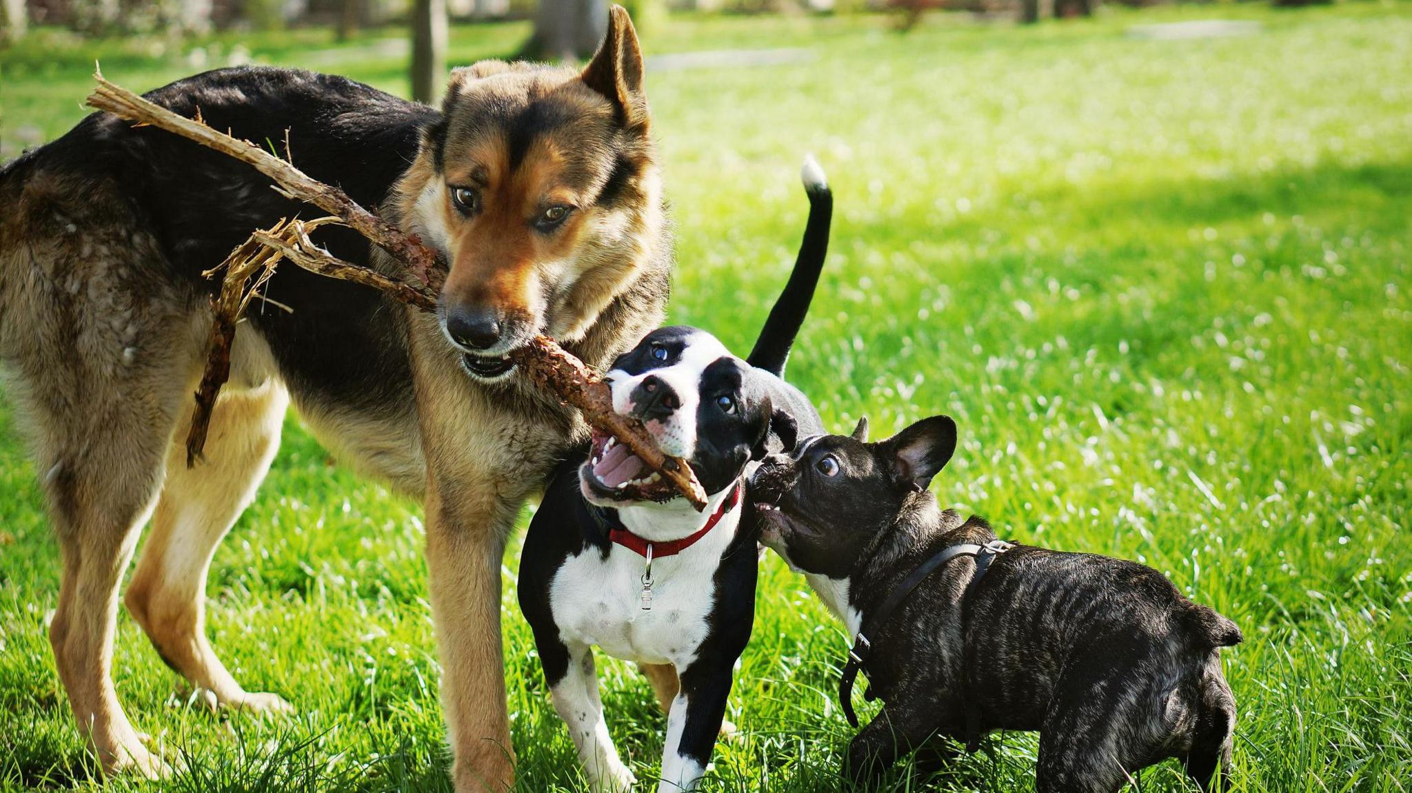 Three different breeds of dogs fighting over a stick