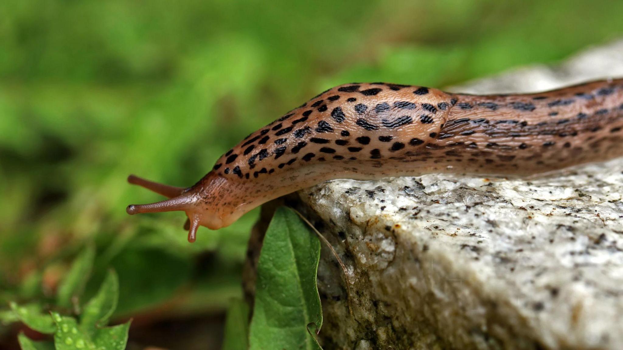 leopard slug on some stone