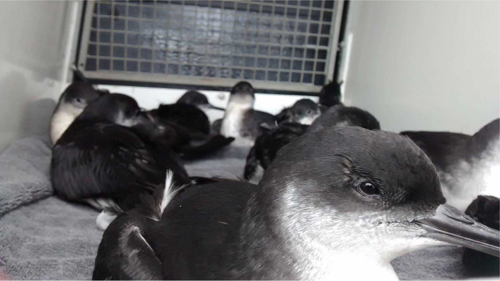 Manx shearwater