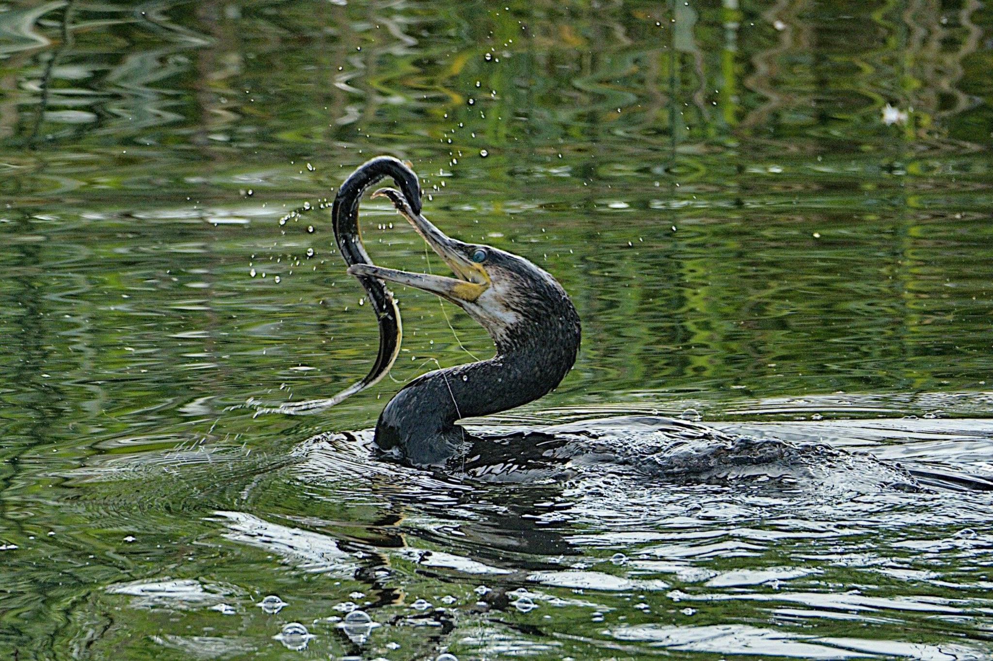 A cormorant in a lake attempts to swallow a large eel
