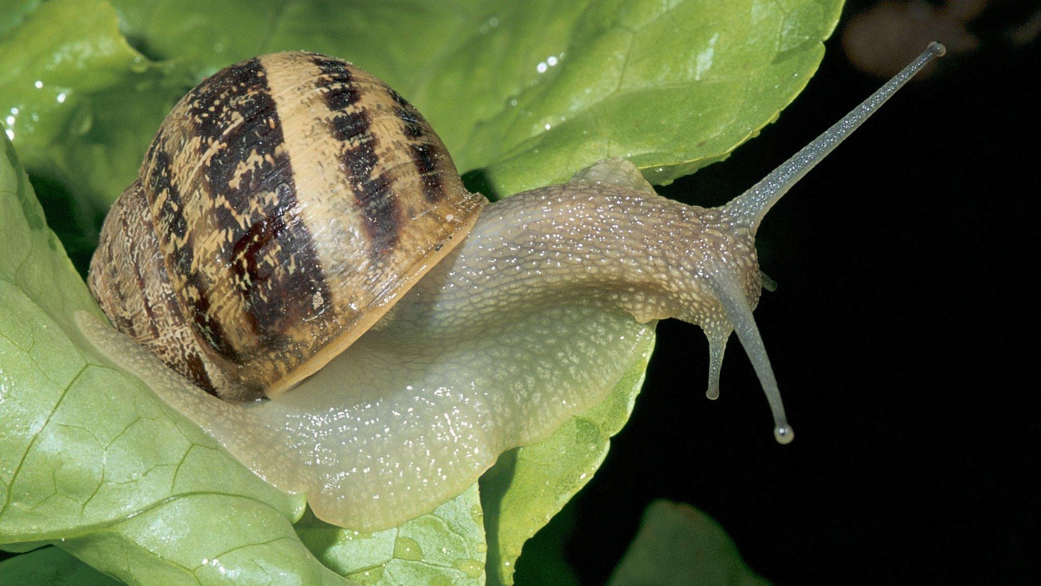 A snail