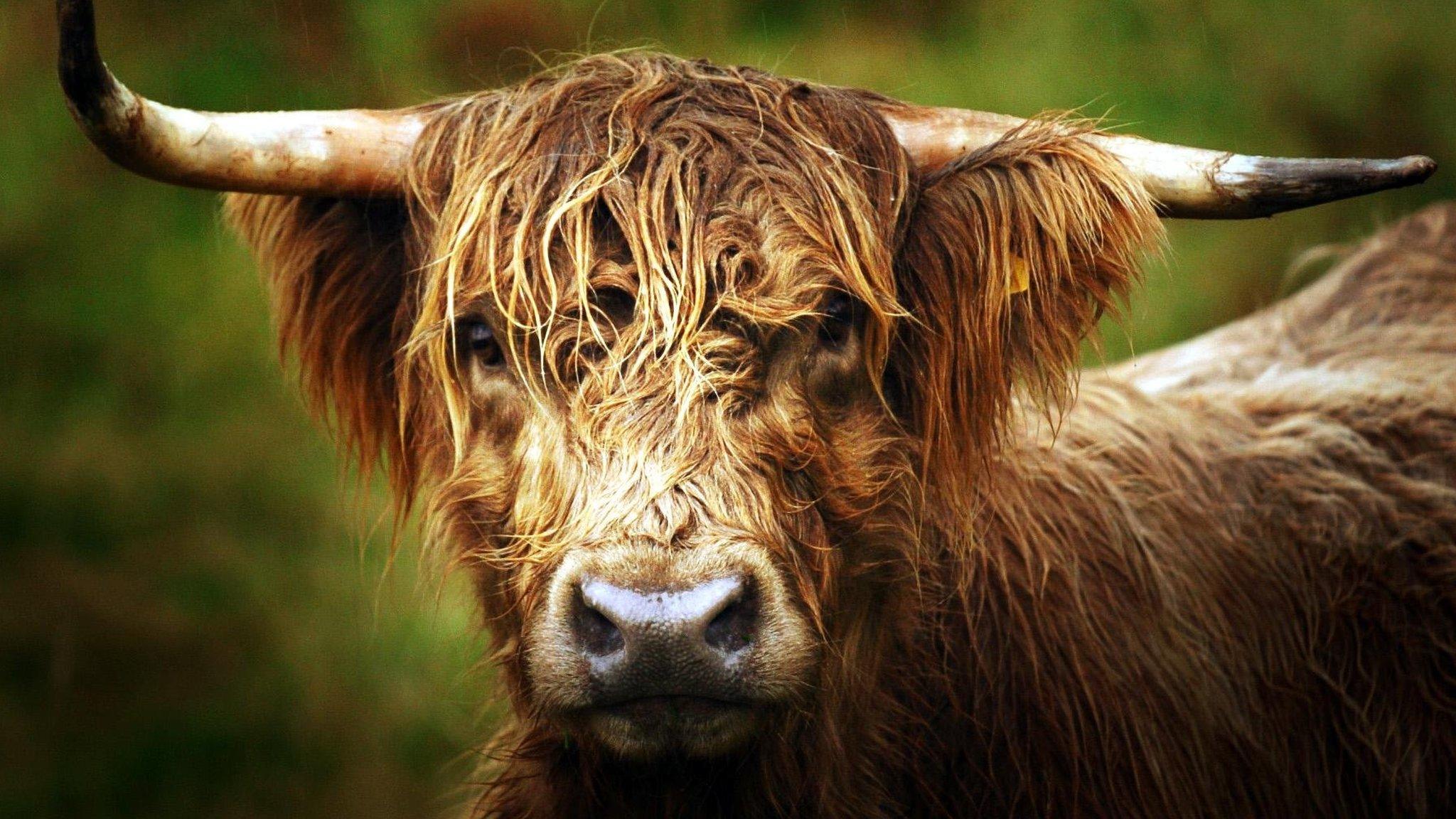 Highland cattle