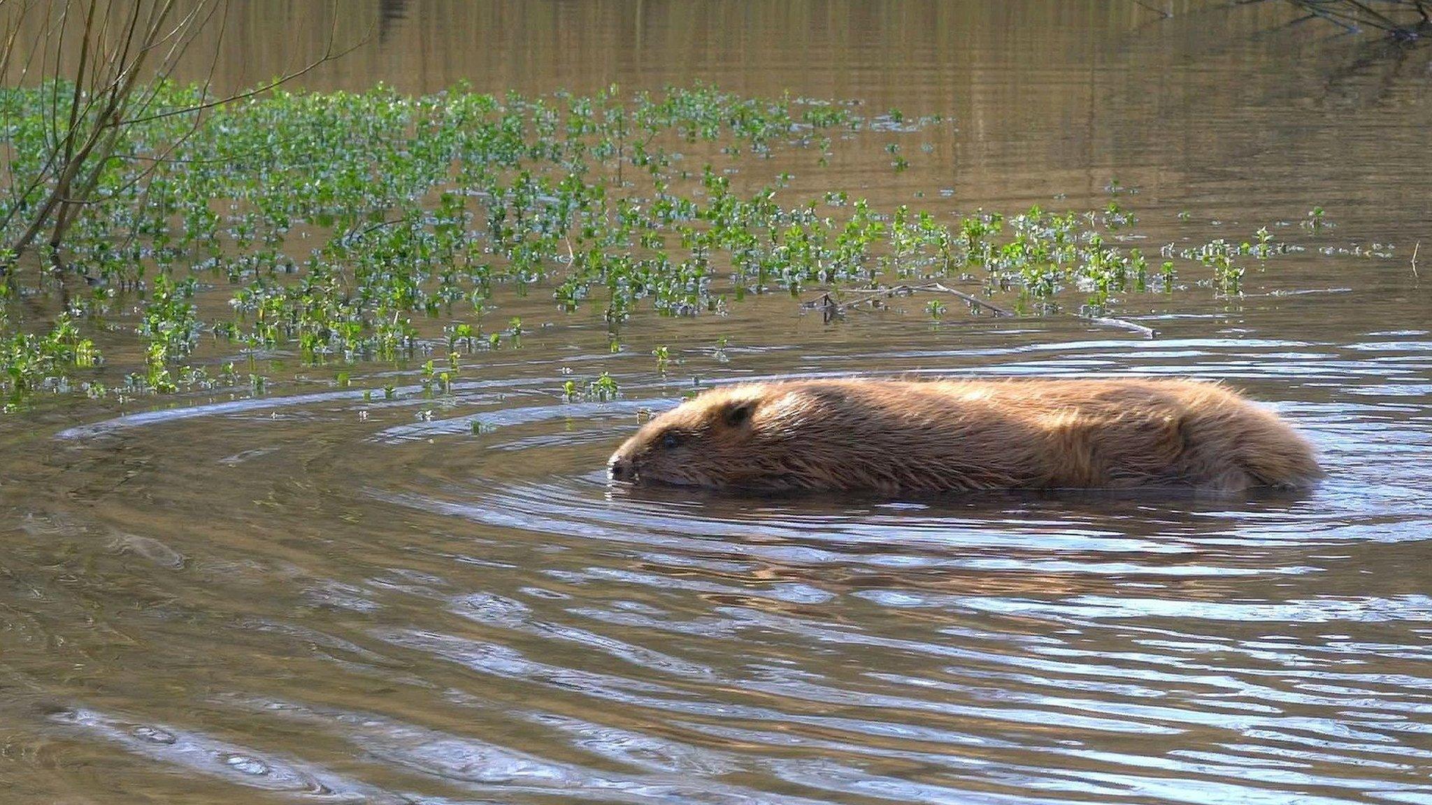 Beaver in water