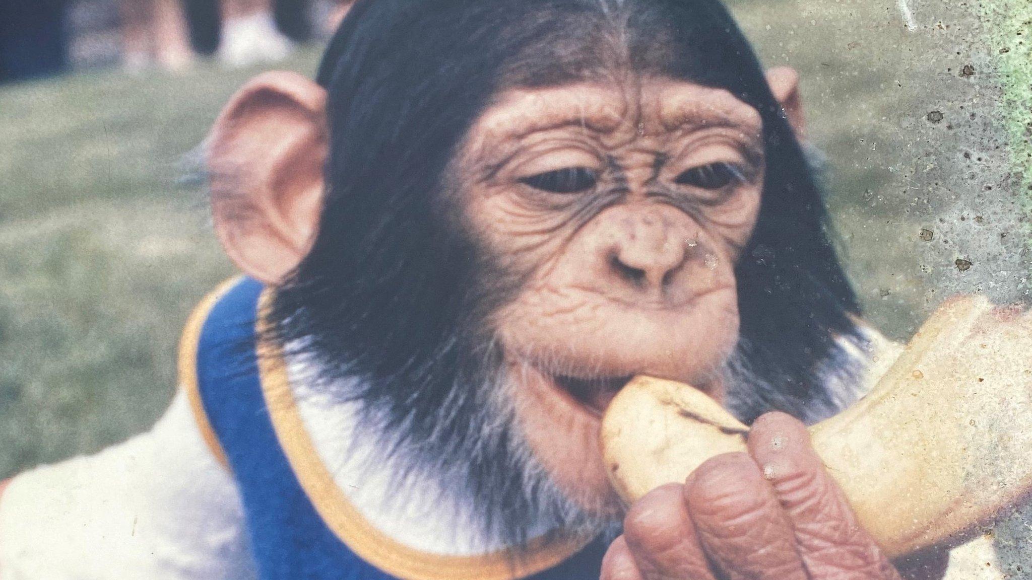 Sebcoe, one of the two chimps killed on the day of the escape