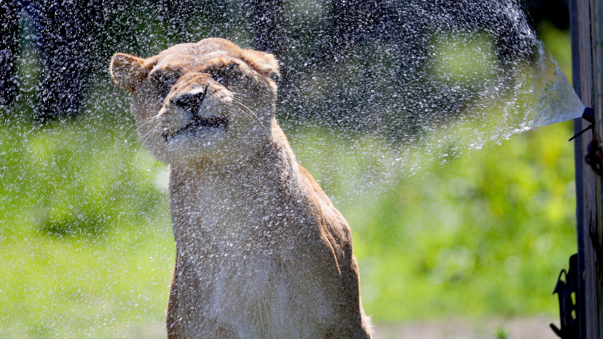 lioness-using-sprinkler.