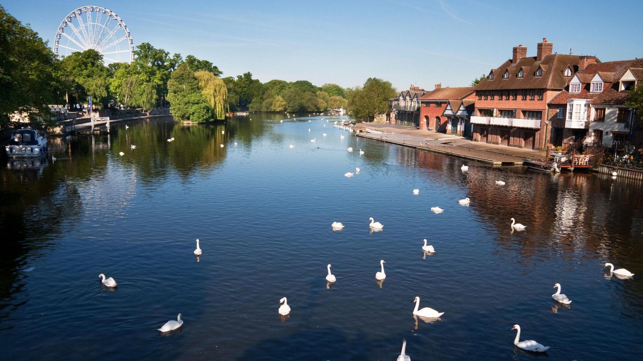 Swans on the River Thames between Windsor and Eton, taken from Eton Bridge looking East towards the Windsor Wheel.