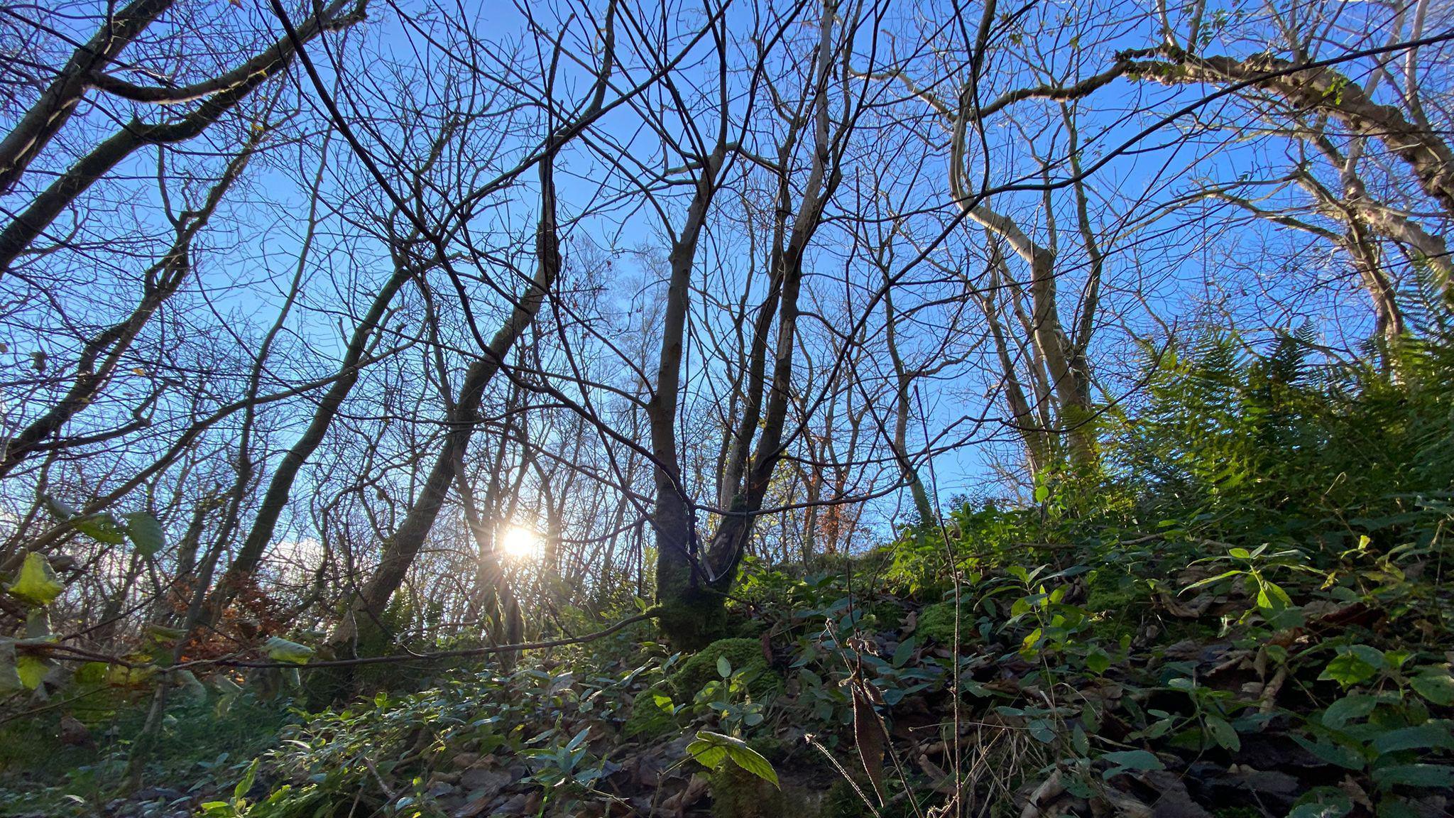 A leafless woodland ravine in the colder months