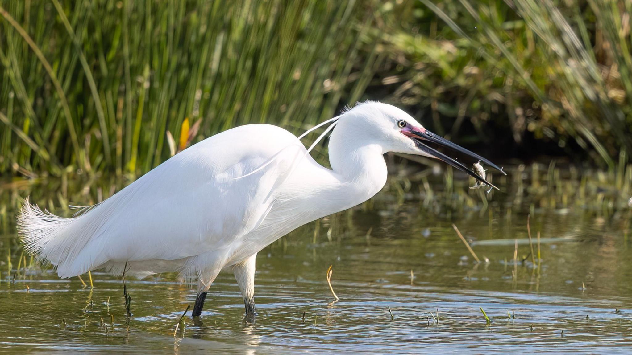 White bird eating a fish standing in a pond