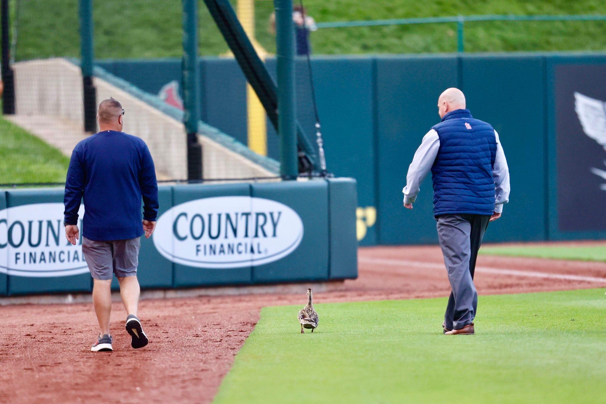 Two men escorting a duck on a baseball field. 