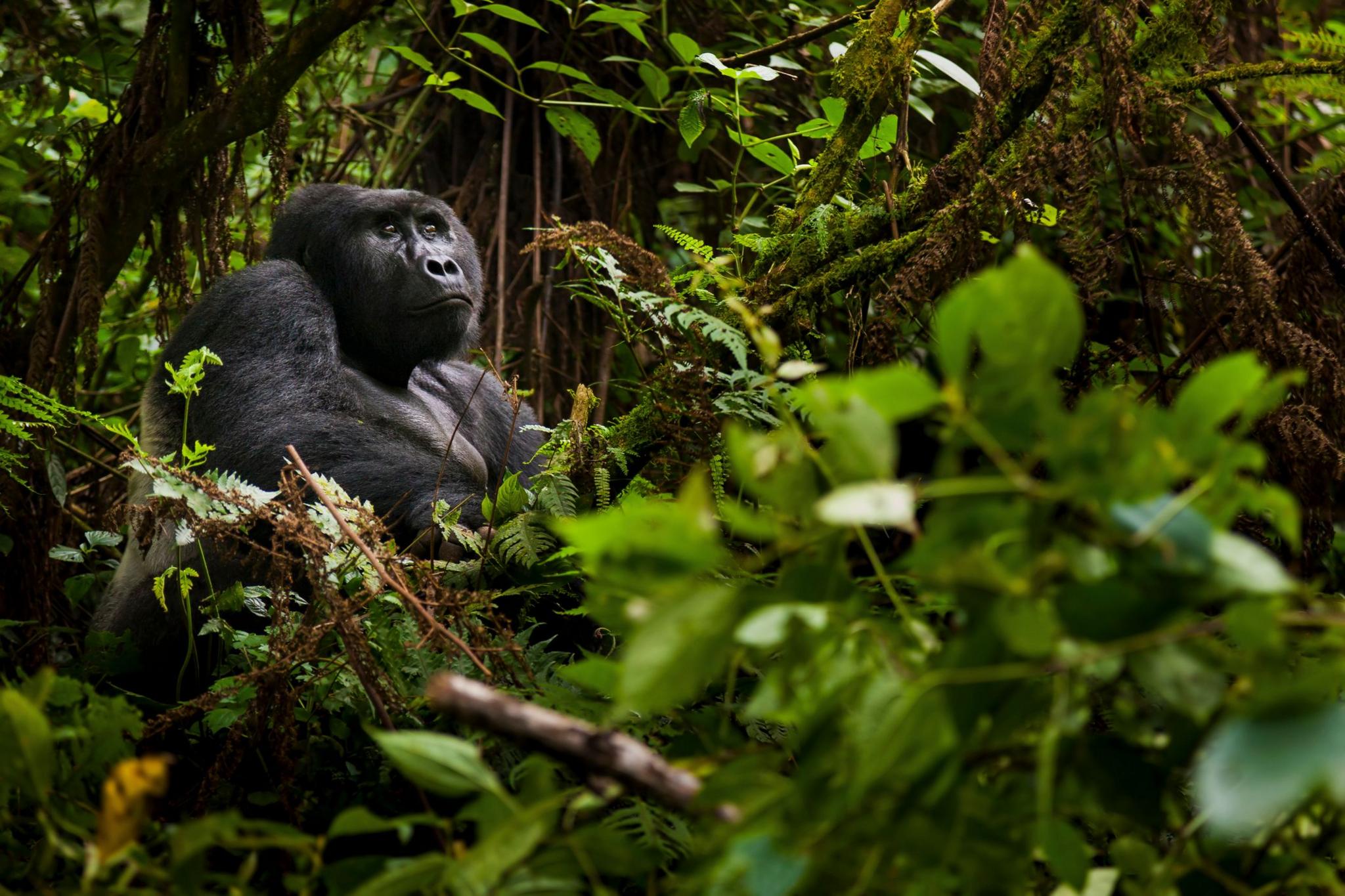 Mountain gorilla, Volcanoes National Park, Rwanda.