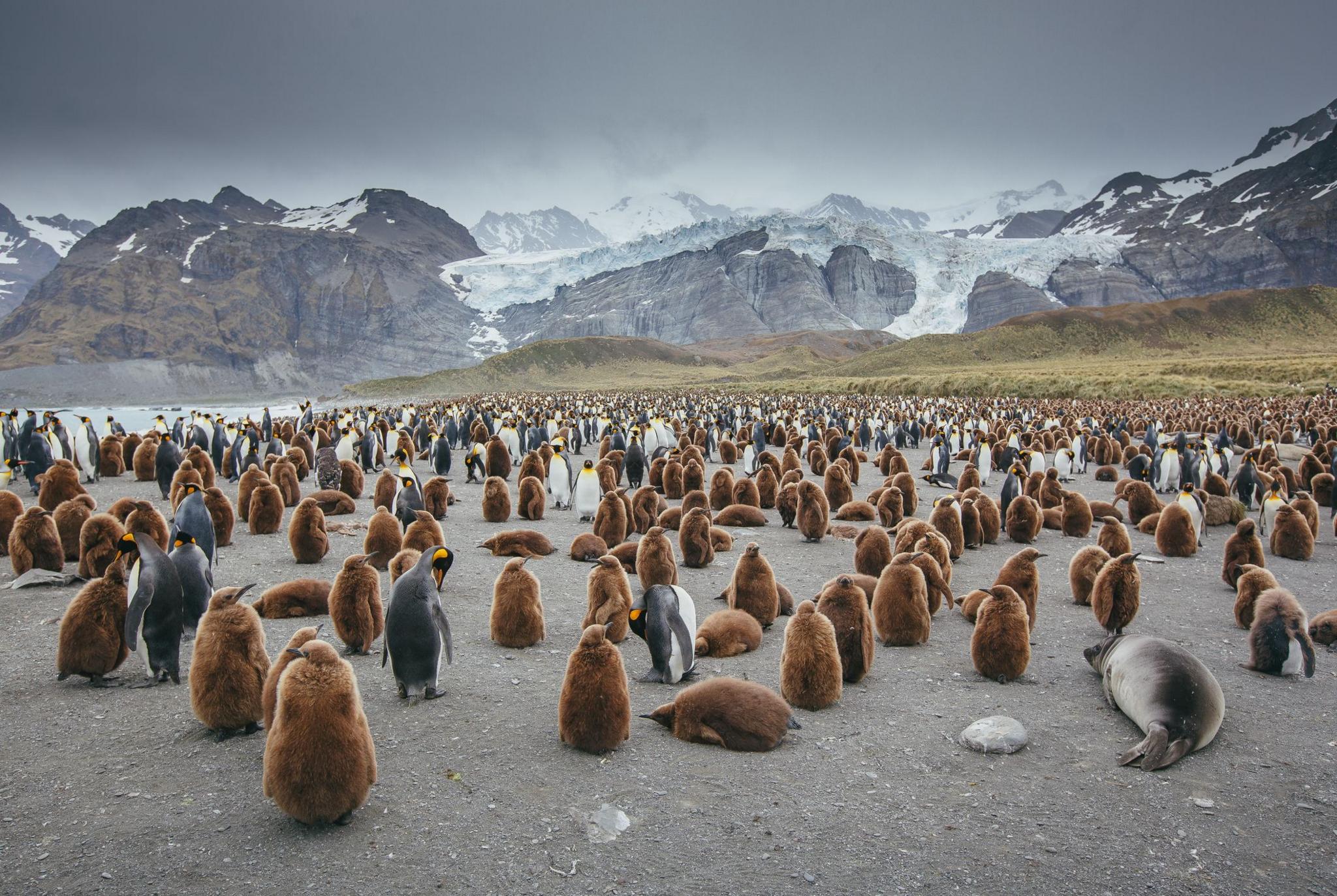 King penguins and Emporar penguins, with seals, on a beach with snowy mountains in the background