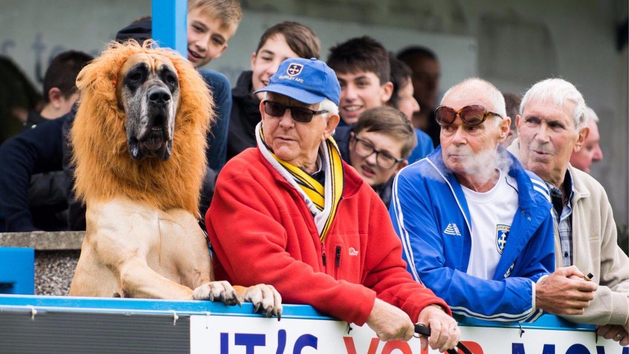 Mowgli the Guiseley 'lion'