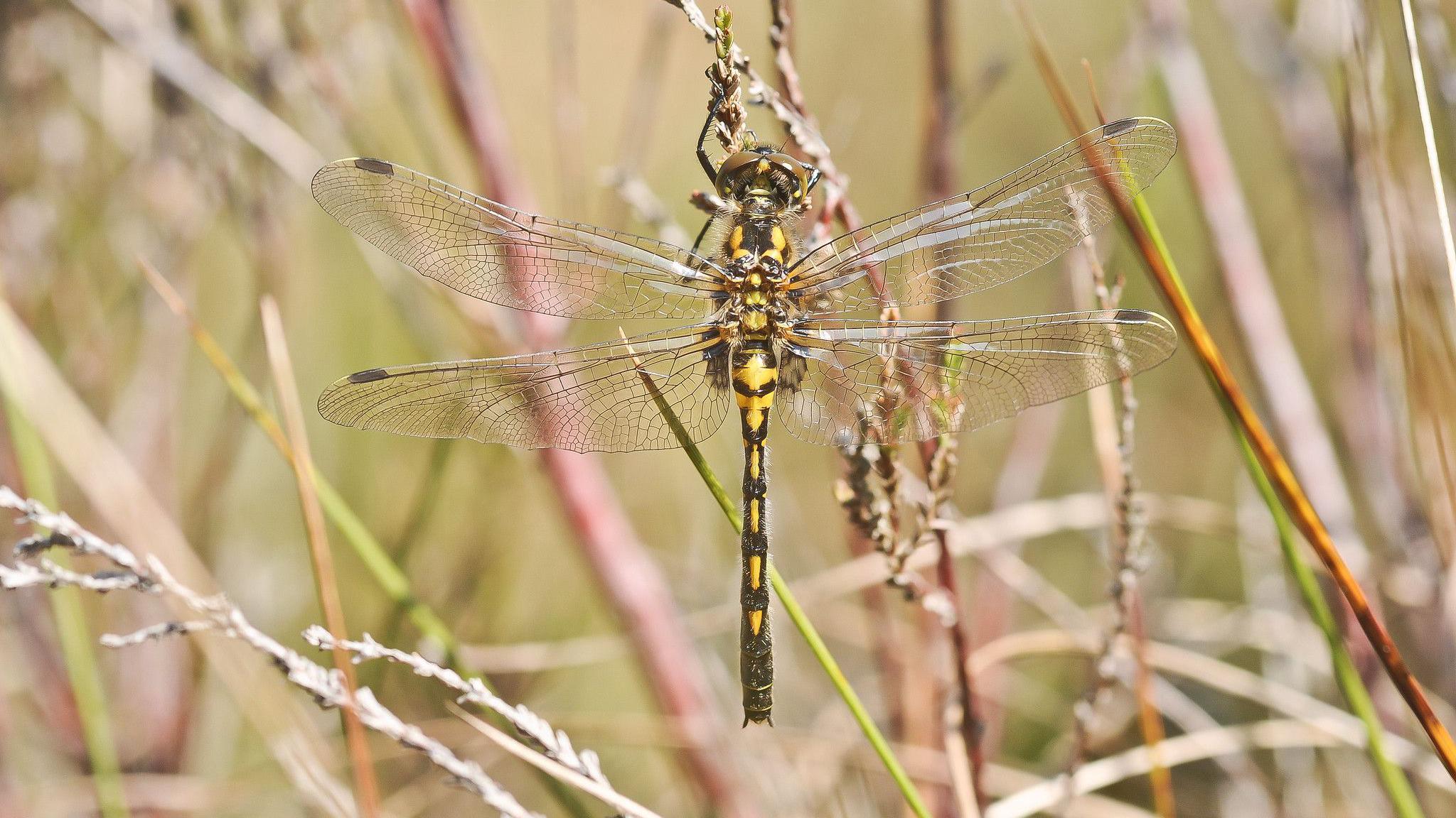 A female white-faced darter dragonfly at a nature reserve