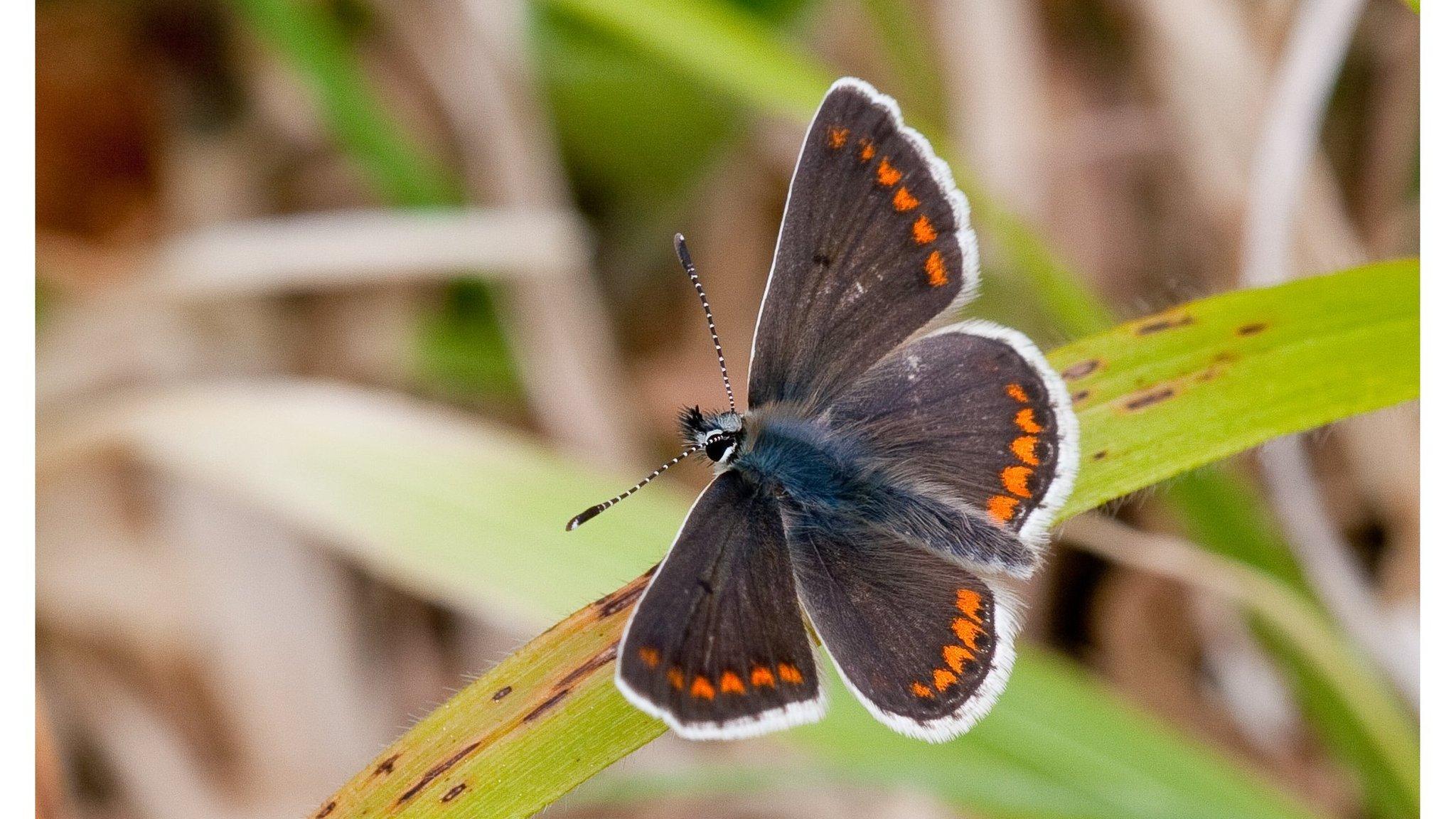 Dark coloured butterfly on plant