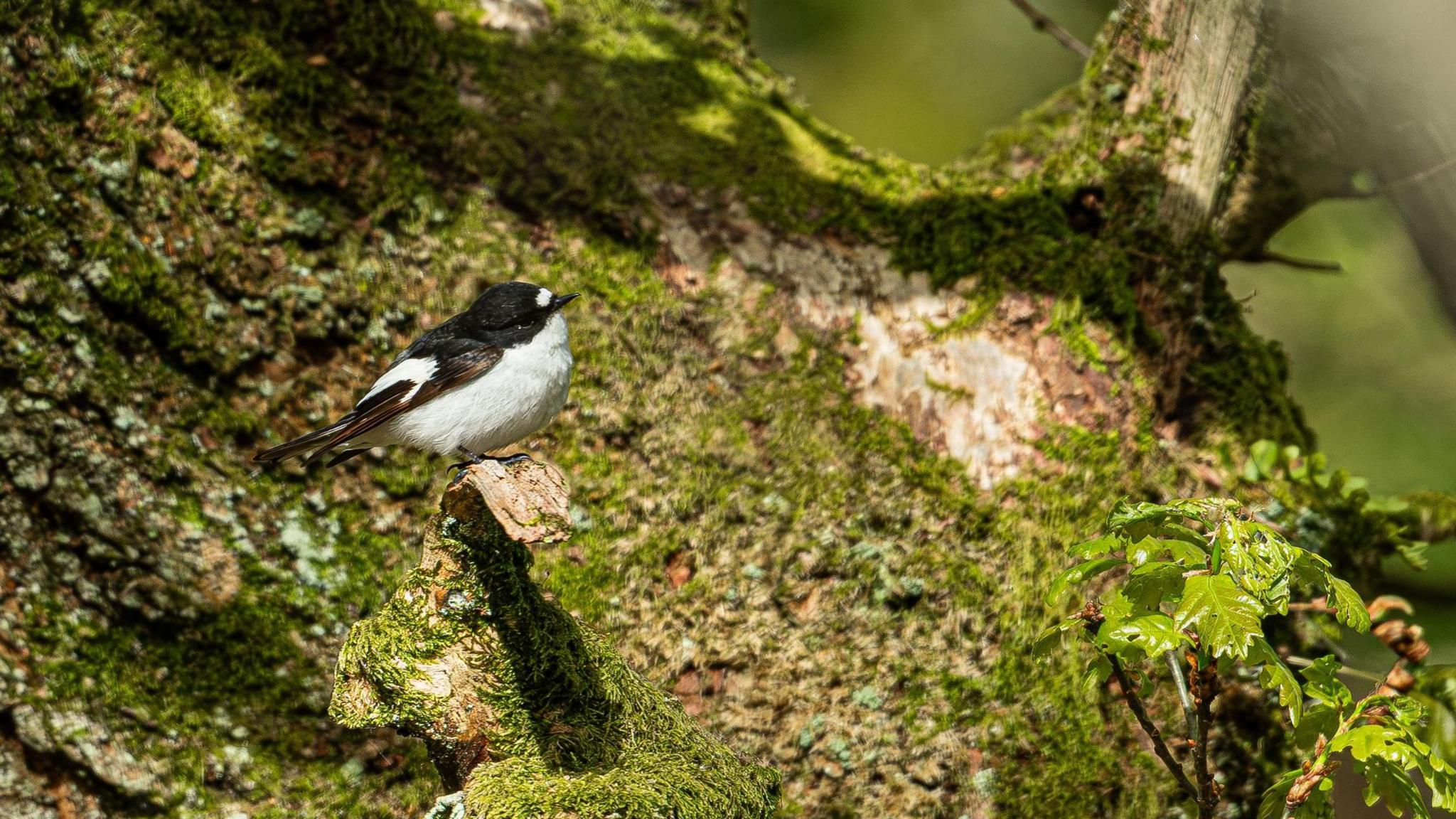 A pied flycatcher on a mossy log
