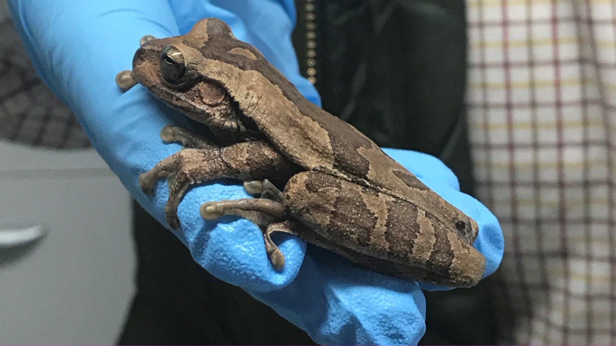 Tree frog found in bananas