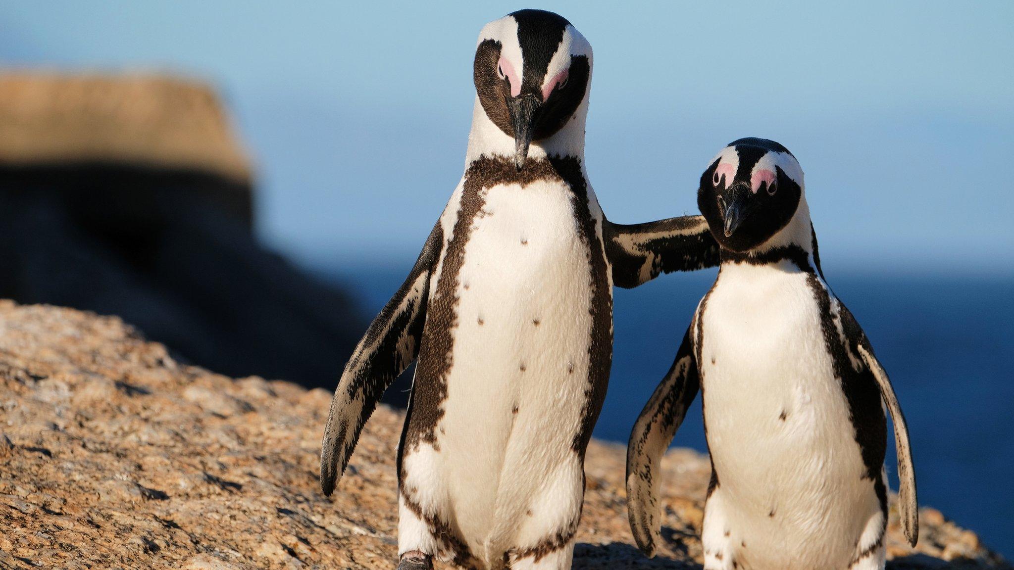 Cape penguins