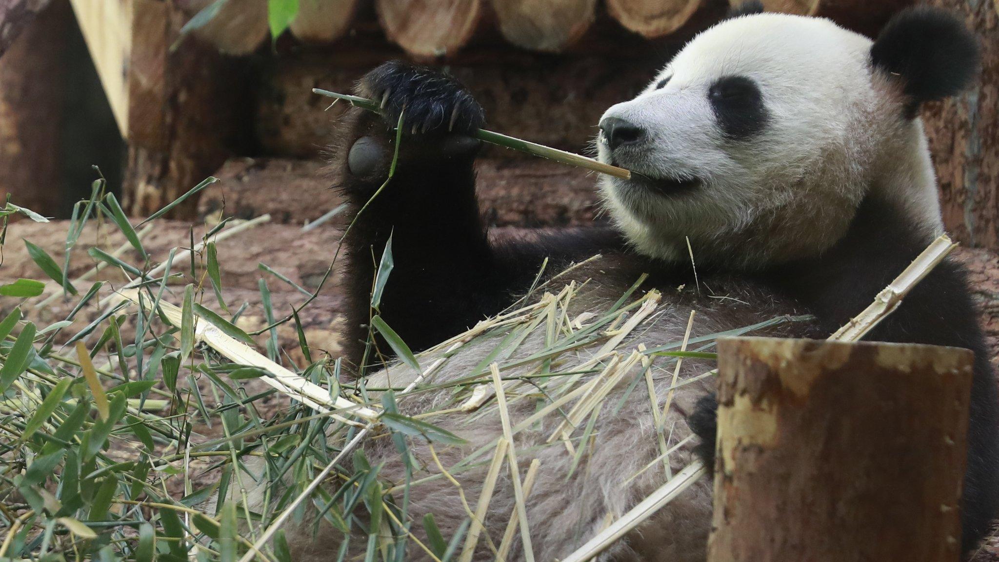 Panda