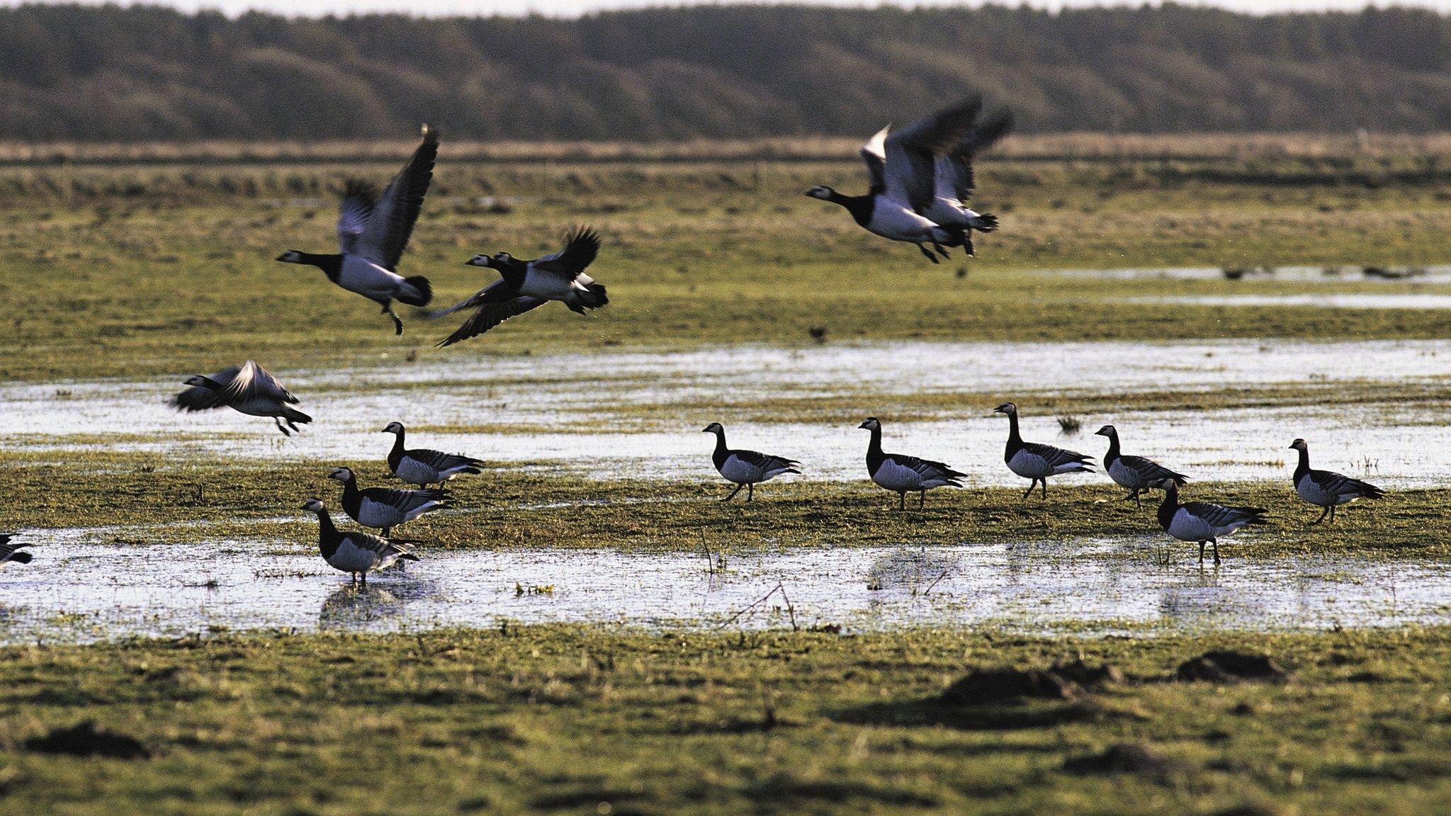 Barnacle Geese