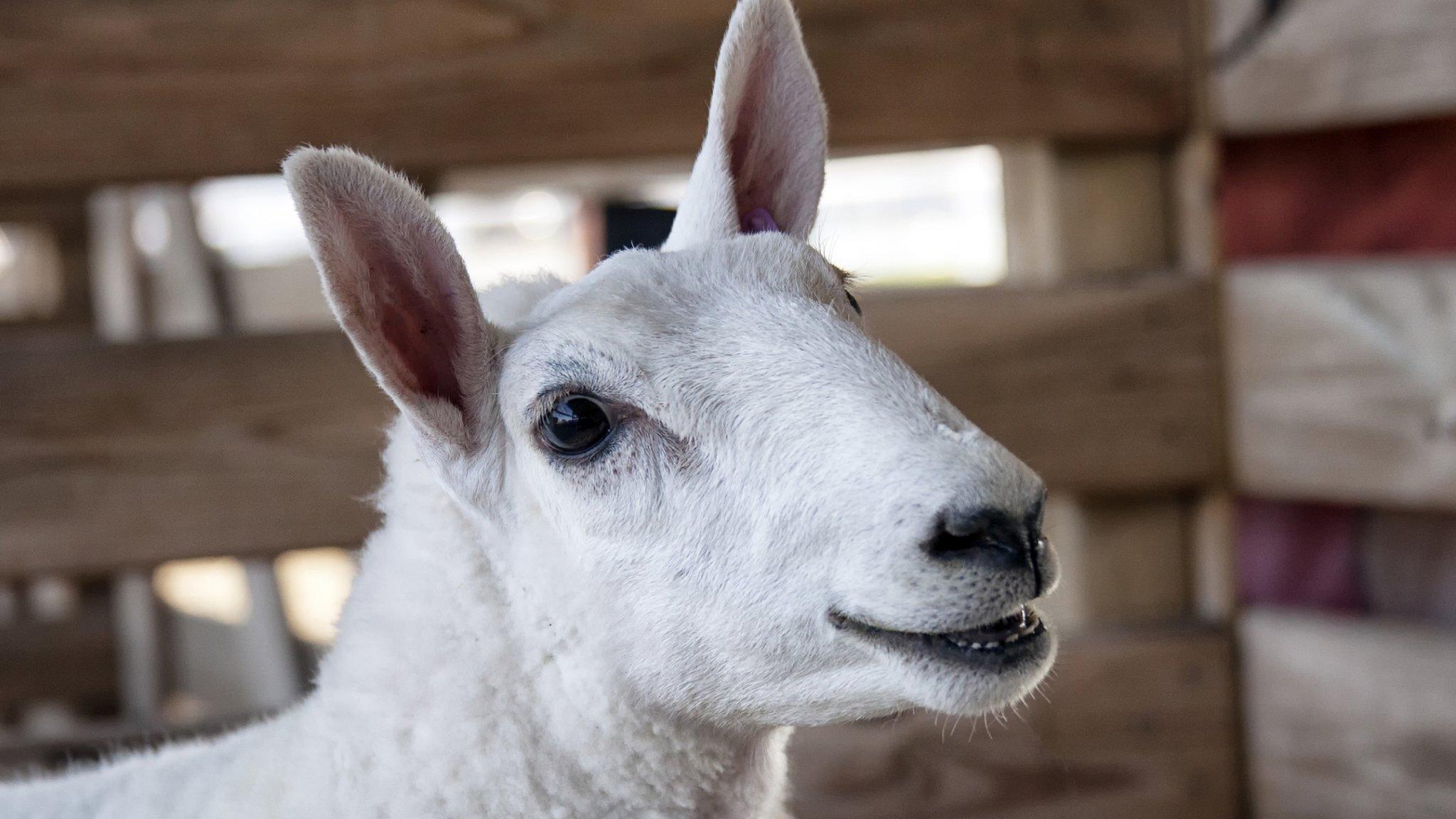 Cheviot lamb