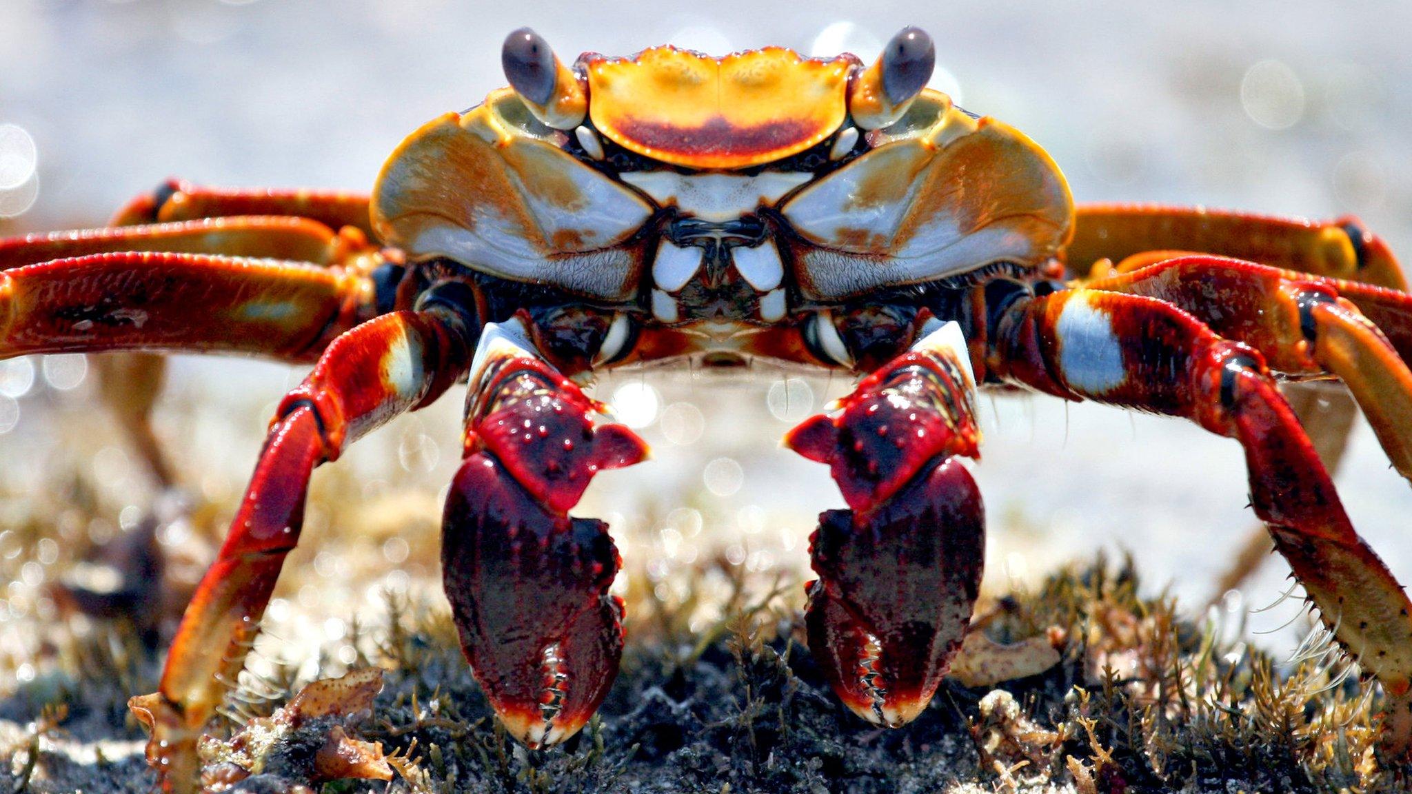 Crab