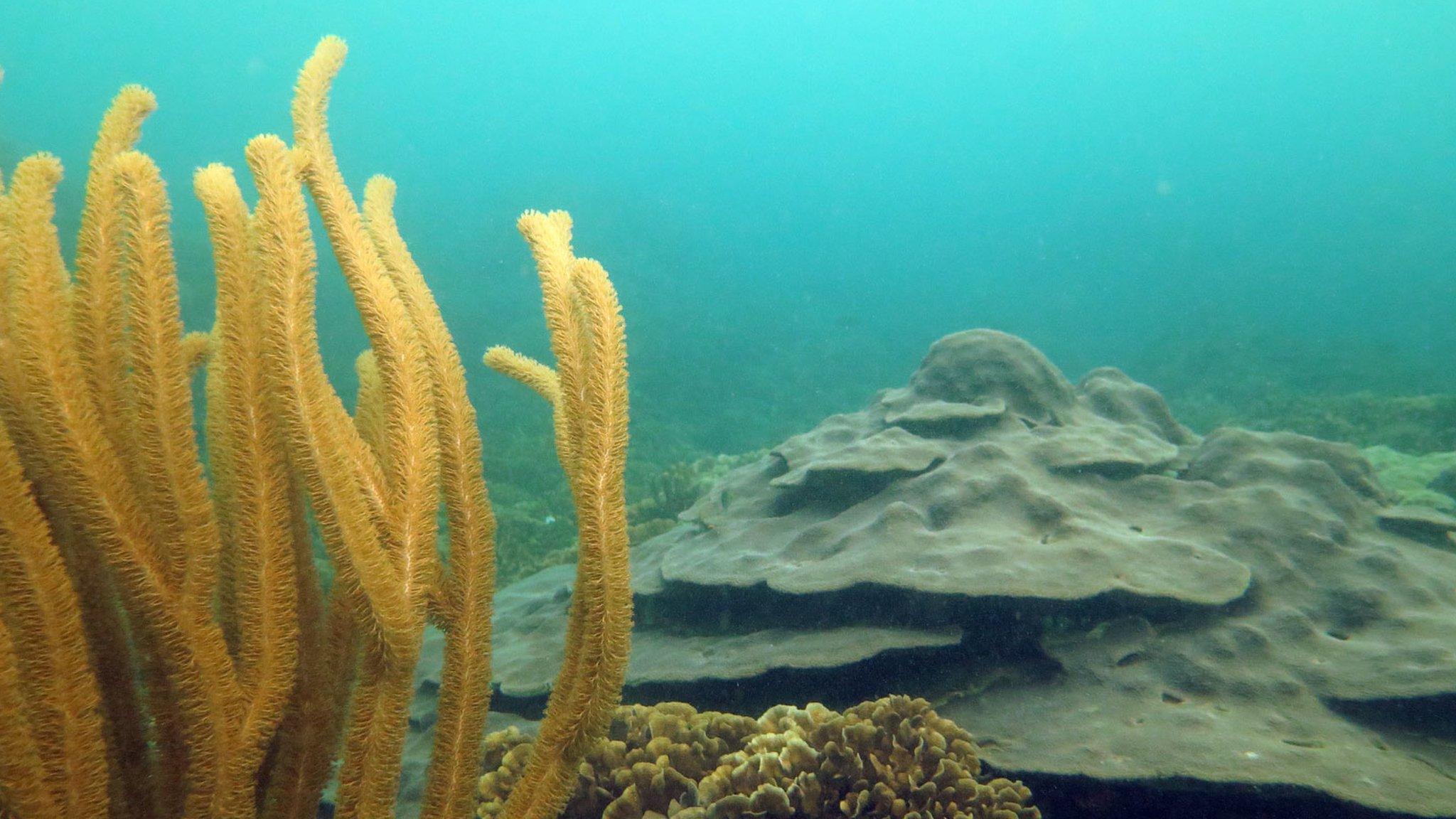 A view of the Varadero reef