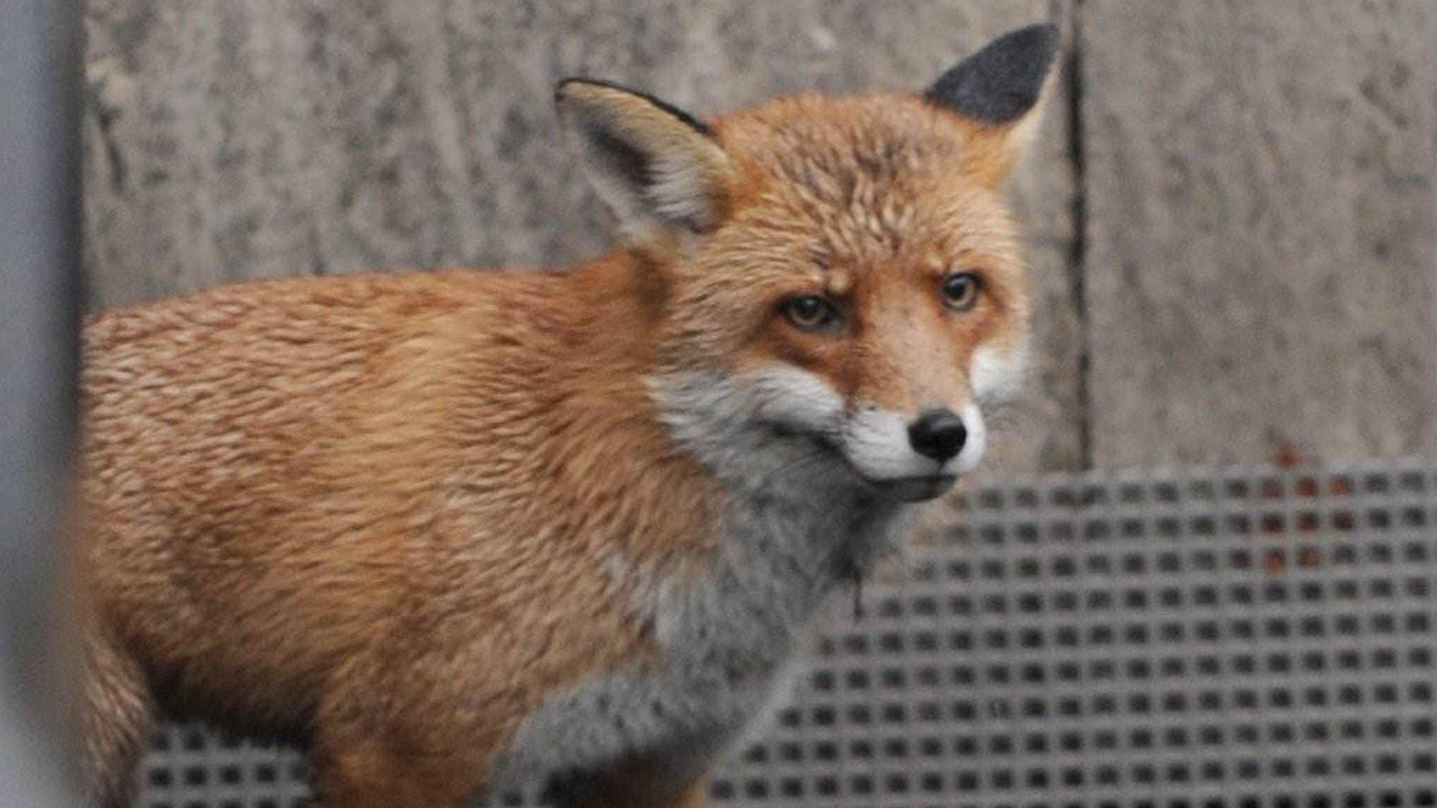 Fox