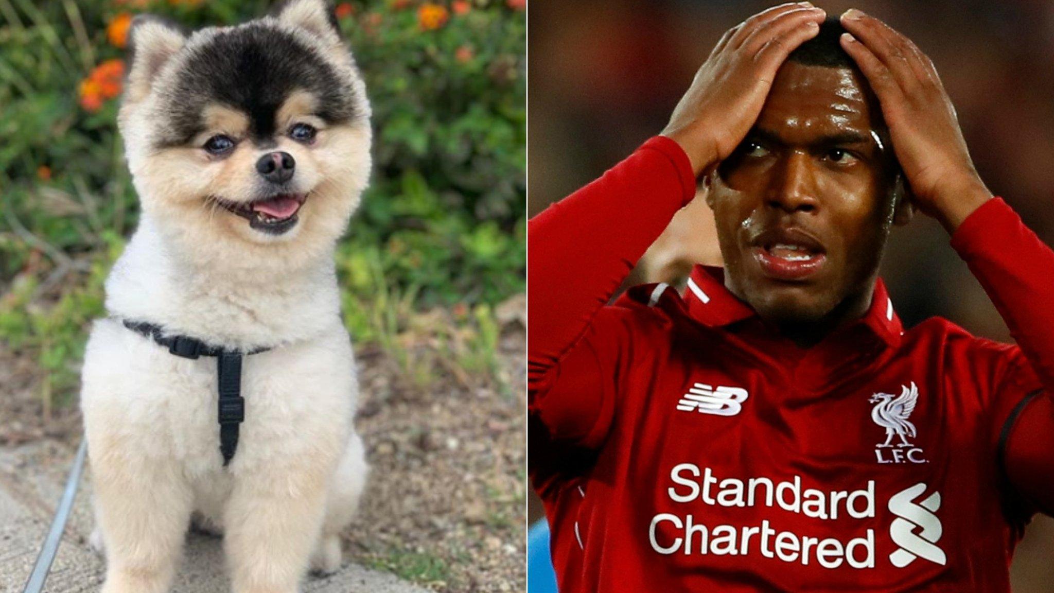 Sturridge and dog