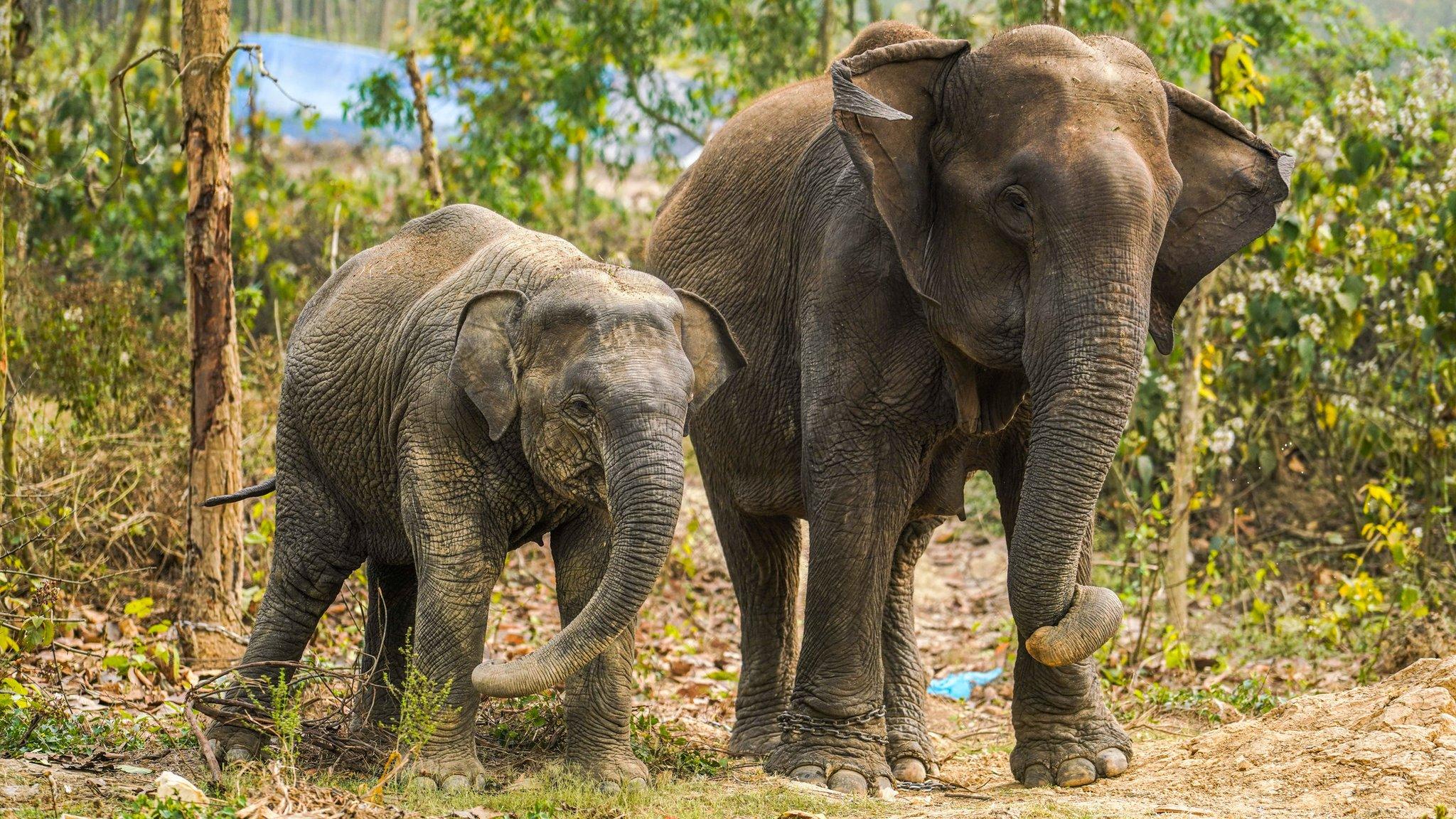 asian elephant mum and child walking together