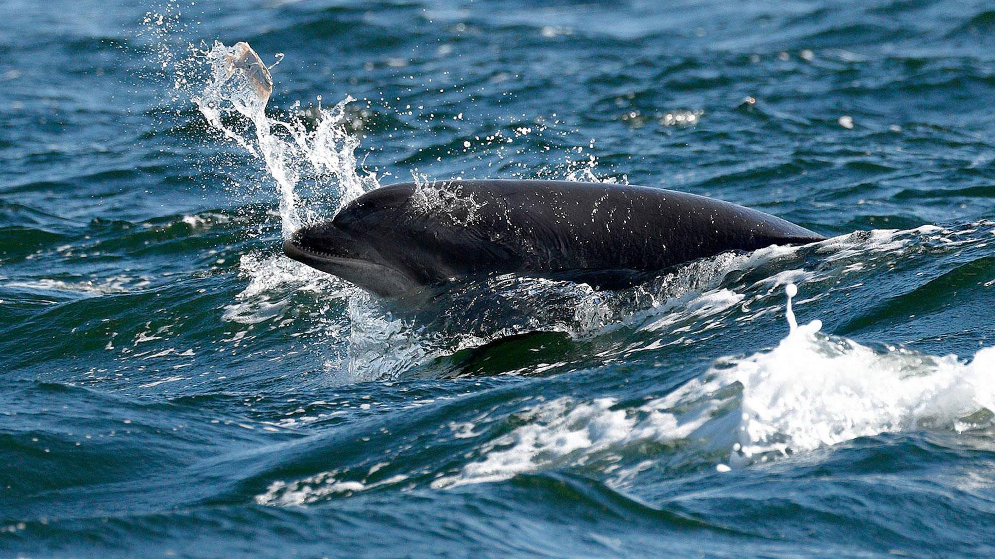 Bottlenose dolphin playing with flounder