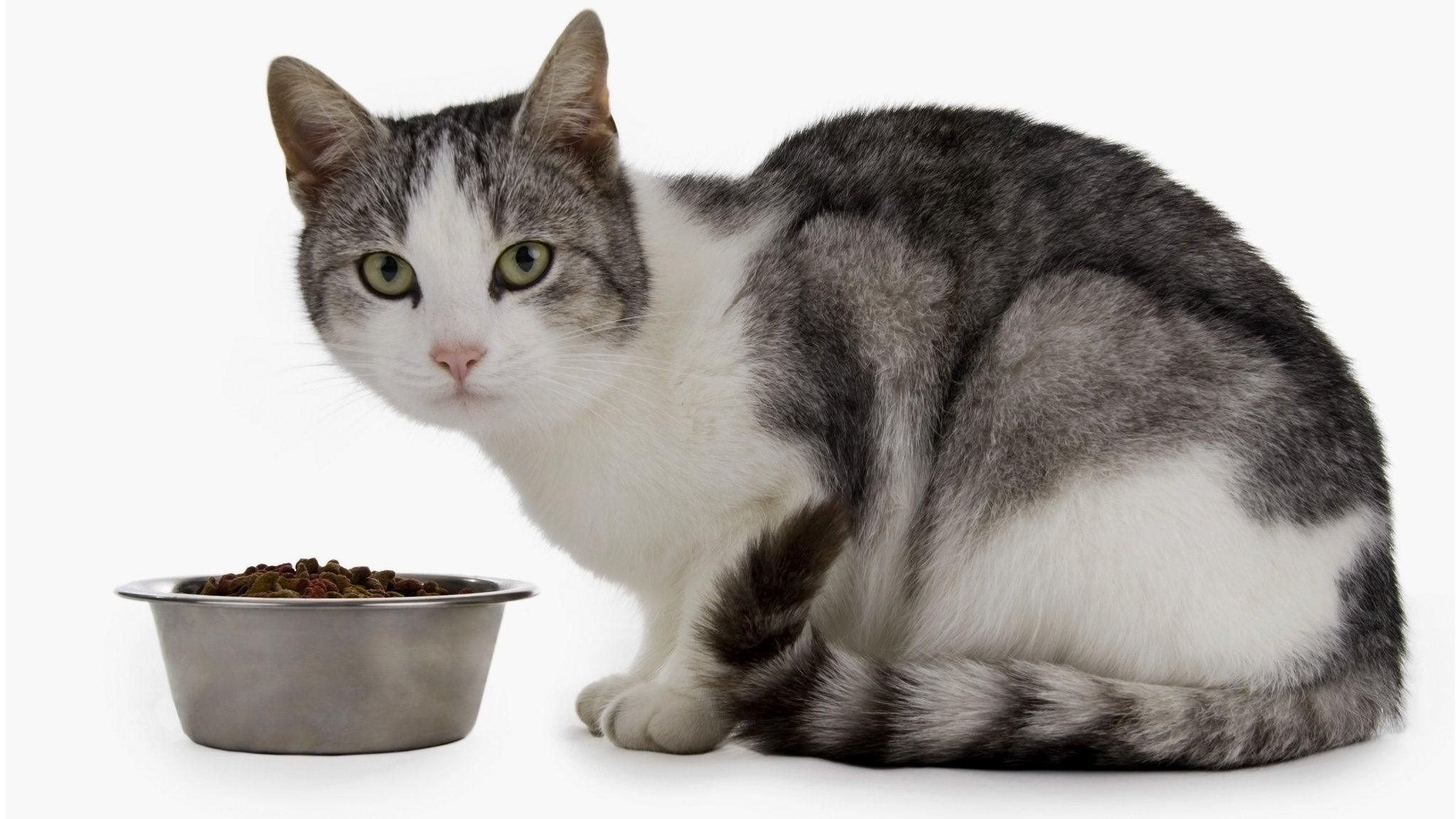 cat with food bowl