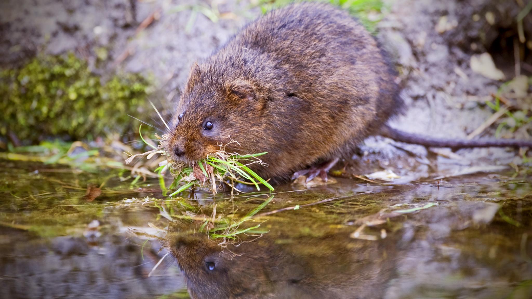 water vole with grass in its mouth