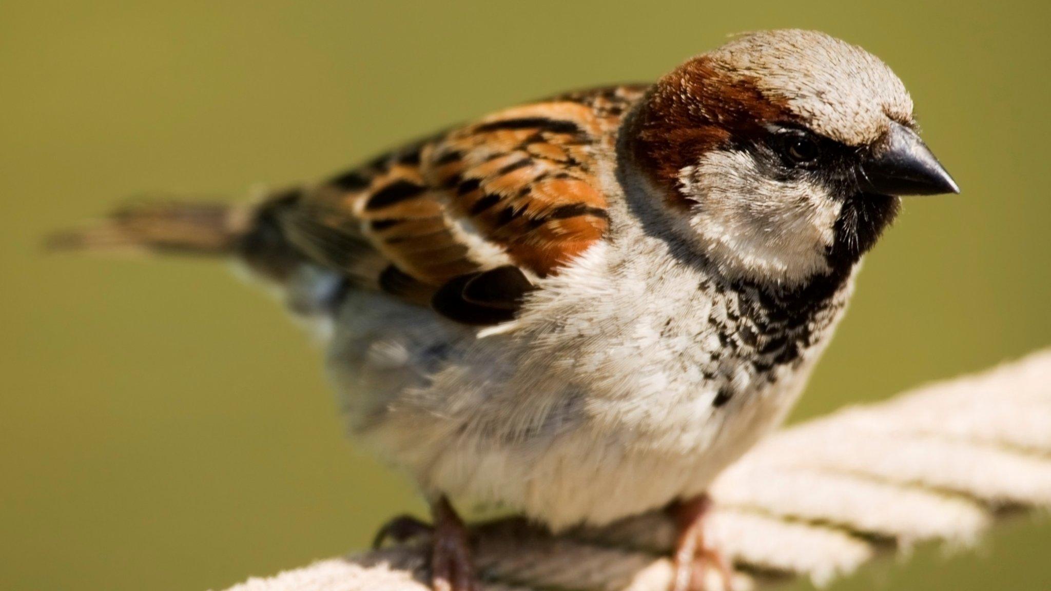 House Sparrow perched on a rope