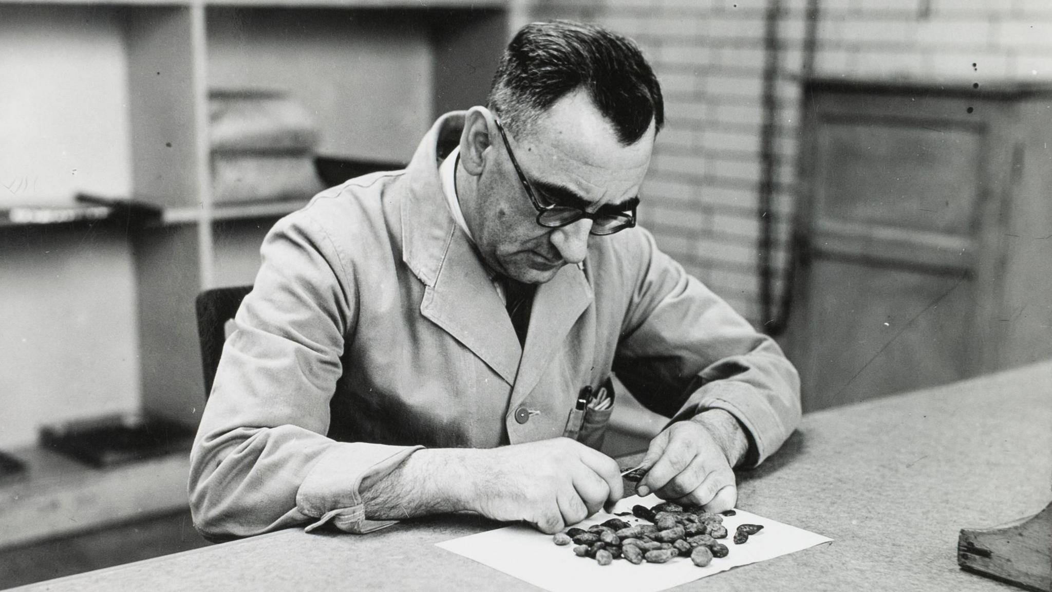 A black and white photograph of a factory worker inspecting cacao beans at Terry's factory. He wears a overall-style coat with the sleeves rolled up and glasses. In front of him on a small white sheet is a pile of cacao beans.