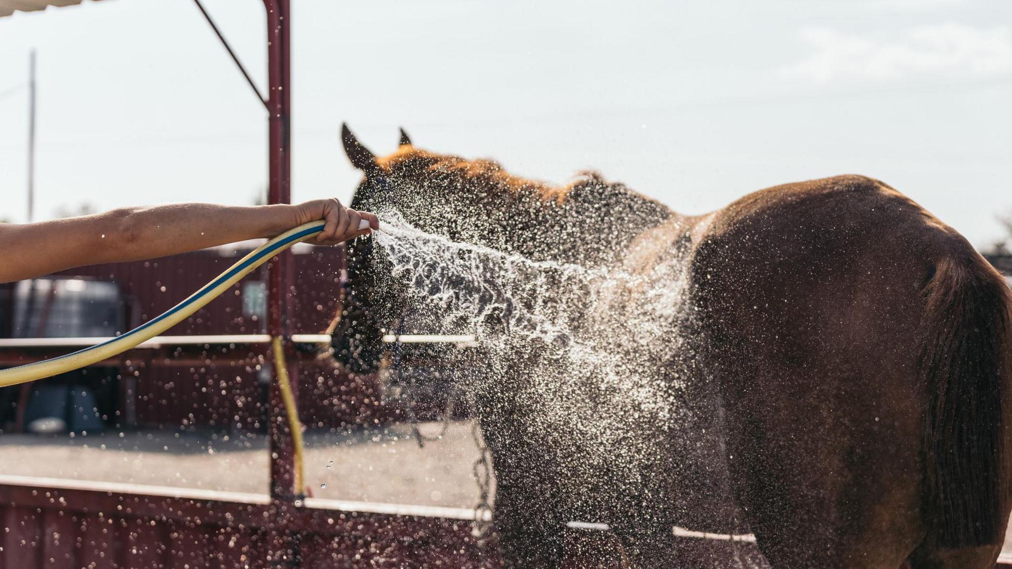 A brown horse faces away from the camera while it is being hosed down. It is standing outside on a sunny day near some stables. There is an arm holding a yellow and green hose from the left of the image and holding the hose near the horse's body. Water is spraying out of the hose.