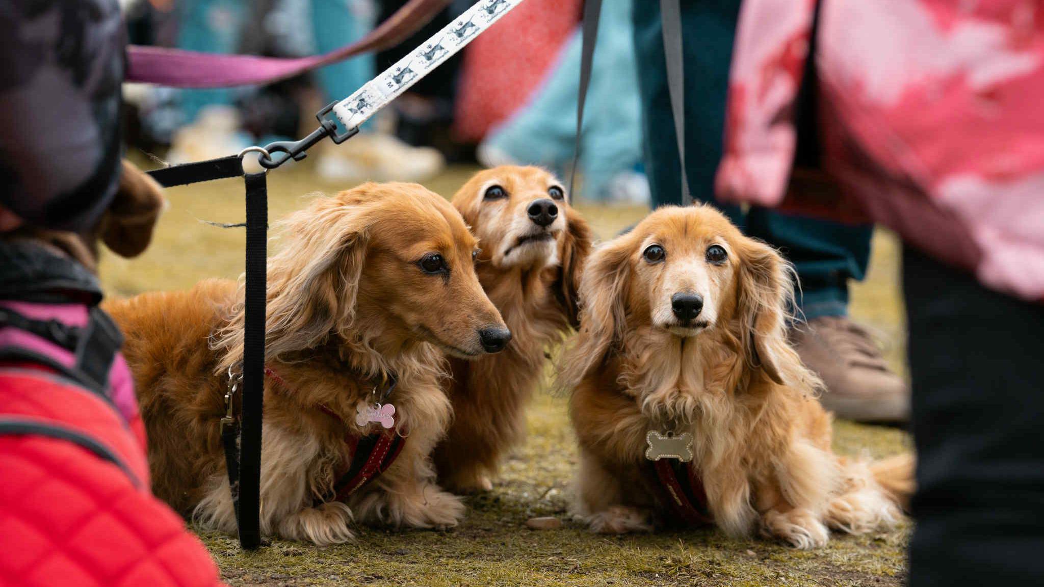 Three long-haired dachshunds sit among a field of legs and feet. They are sandy-coloured with matching bone identity tags on their collars. 