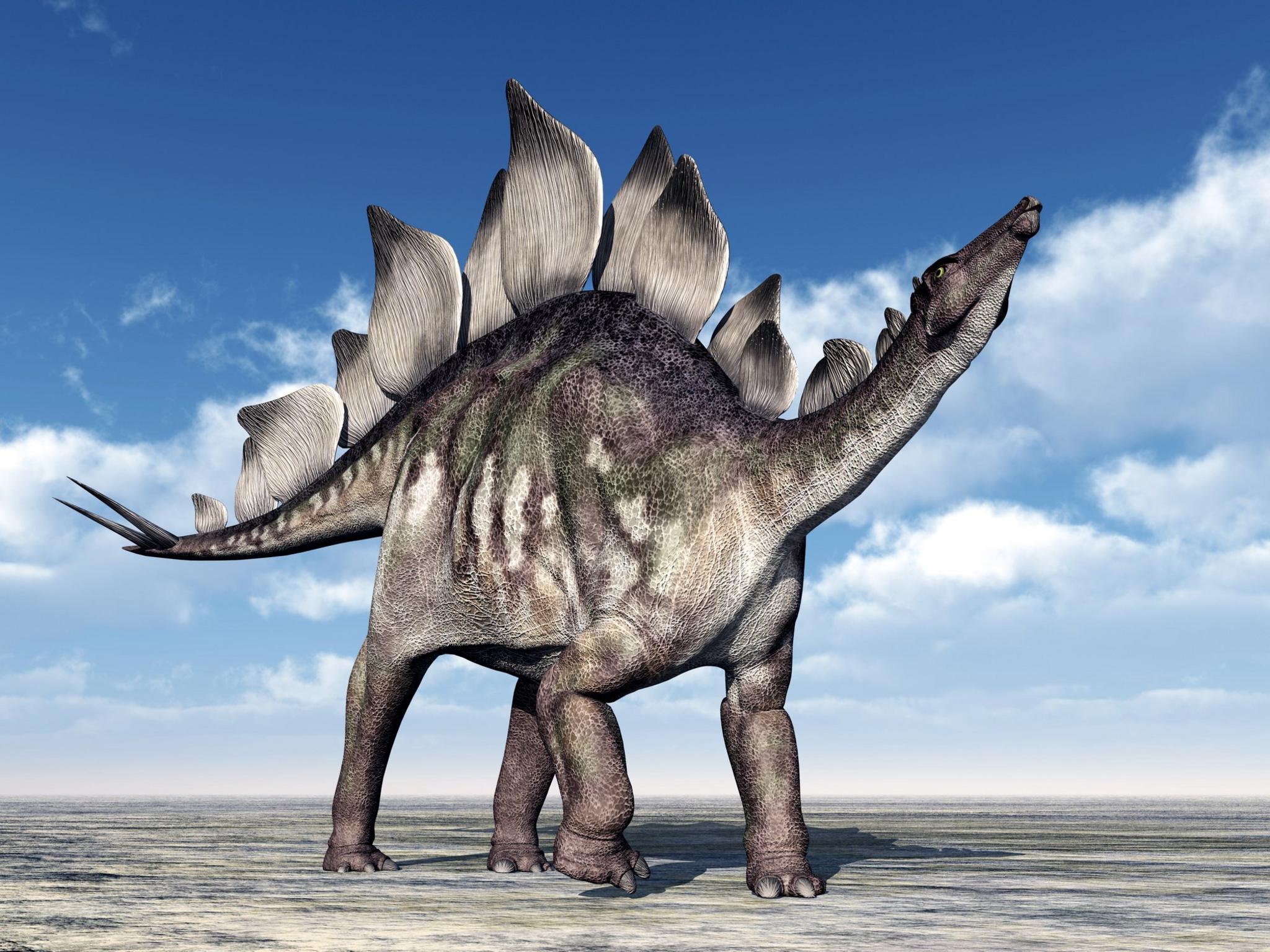 Stegosaurus.