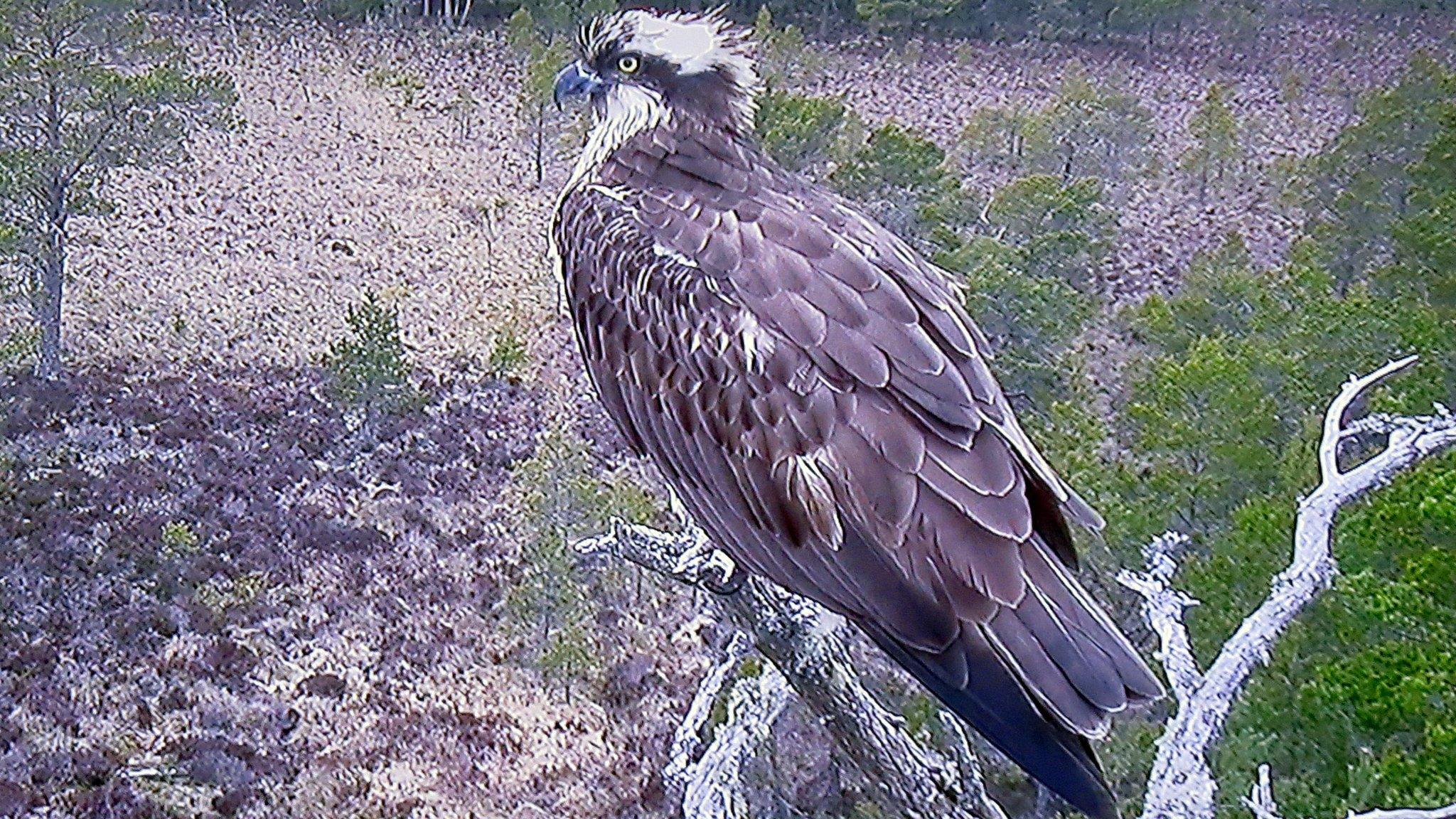 Female osprey EJ at Loch Garten