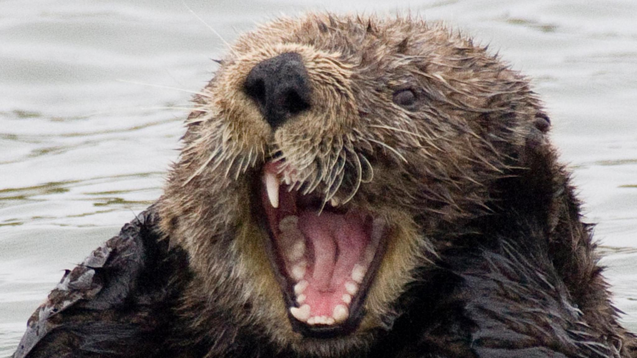 Sea Otter with open mouth showing teeth close-up.