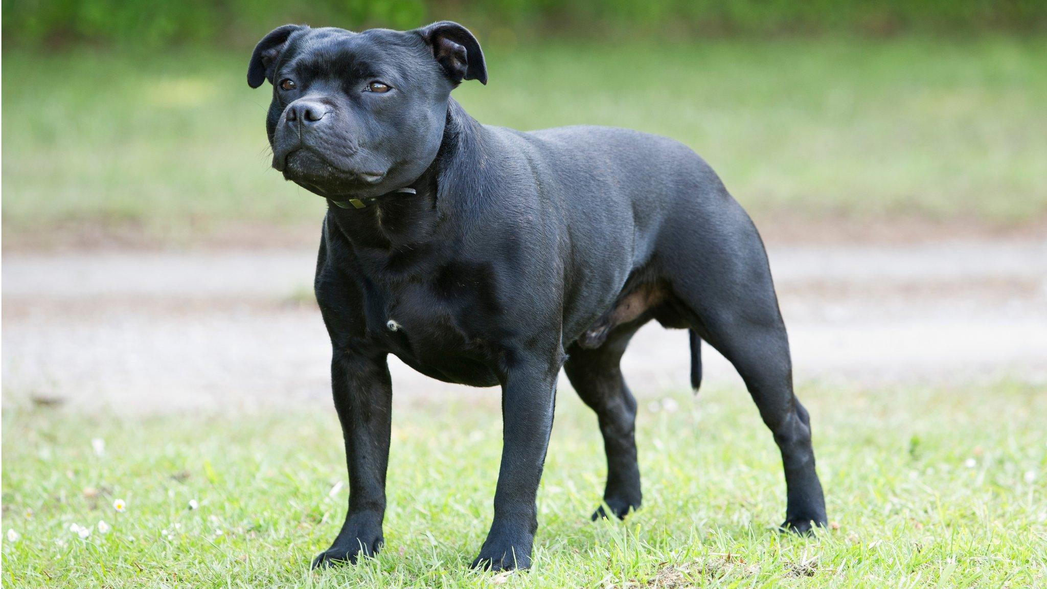 staffie