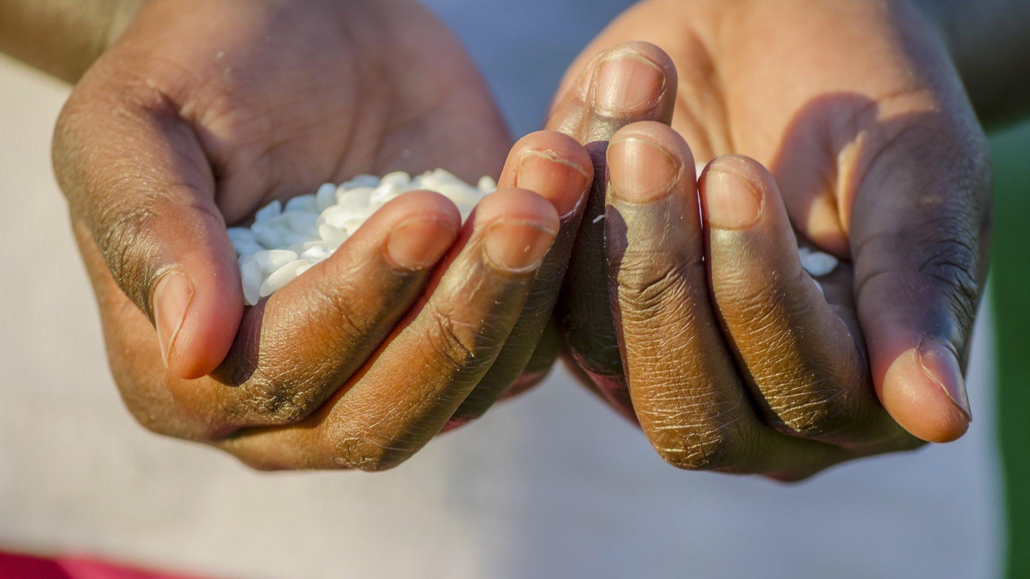 Hands holding rice