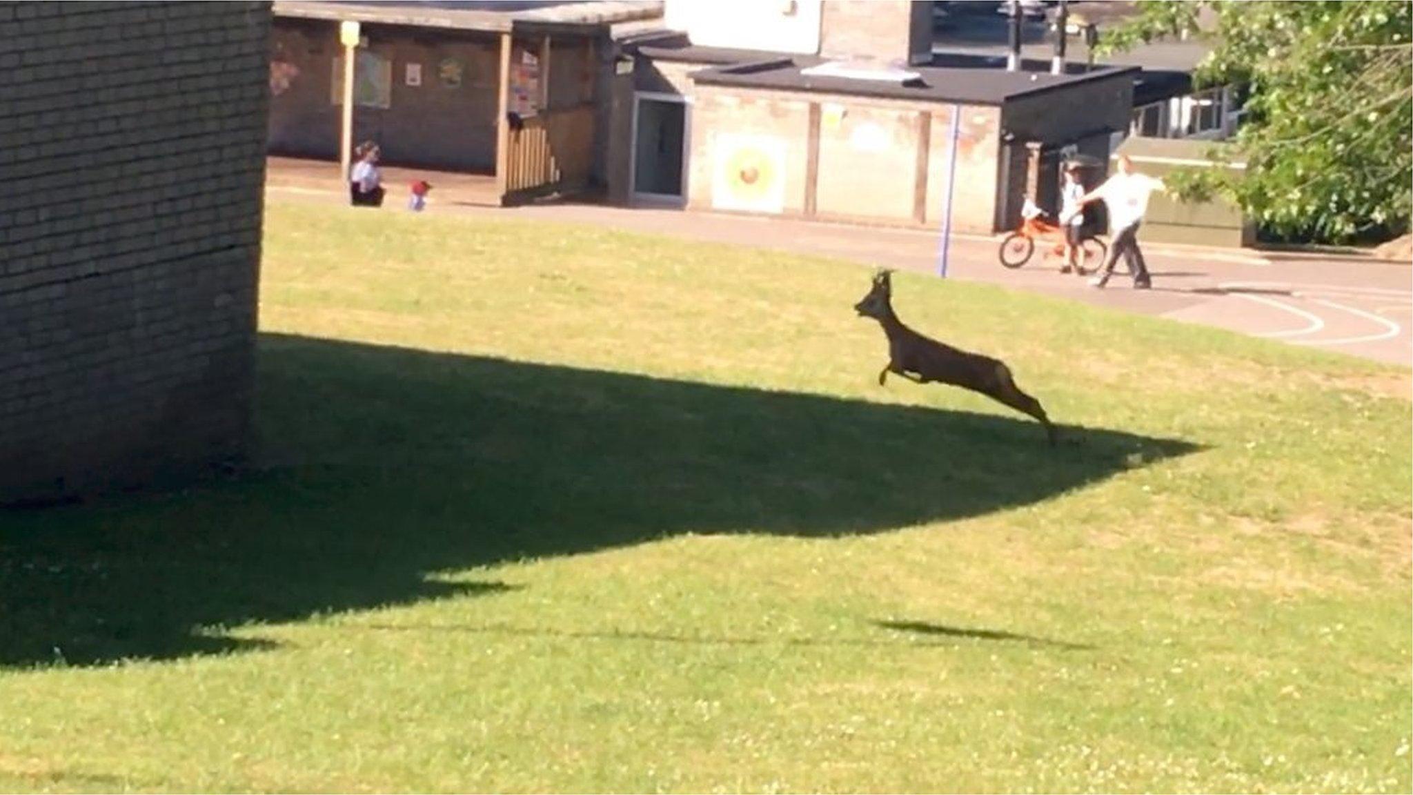 Young stag in school field