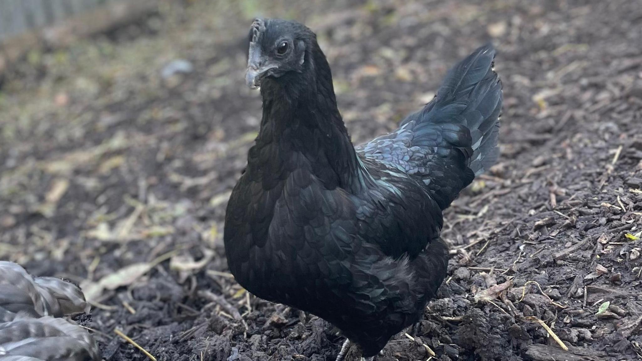 A small, black chicken with white legs standing in some mud.