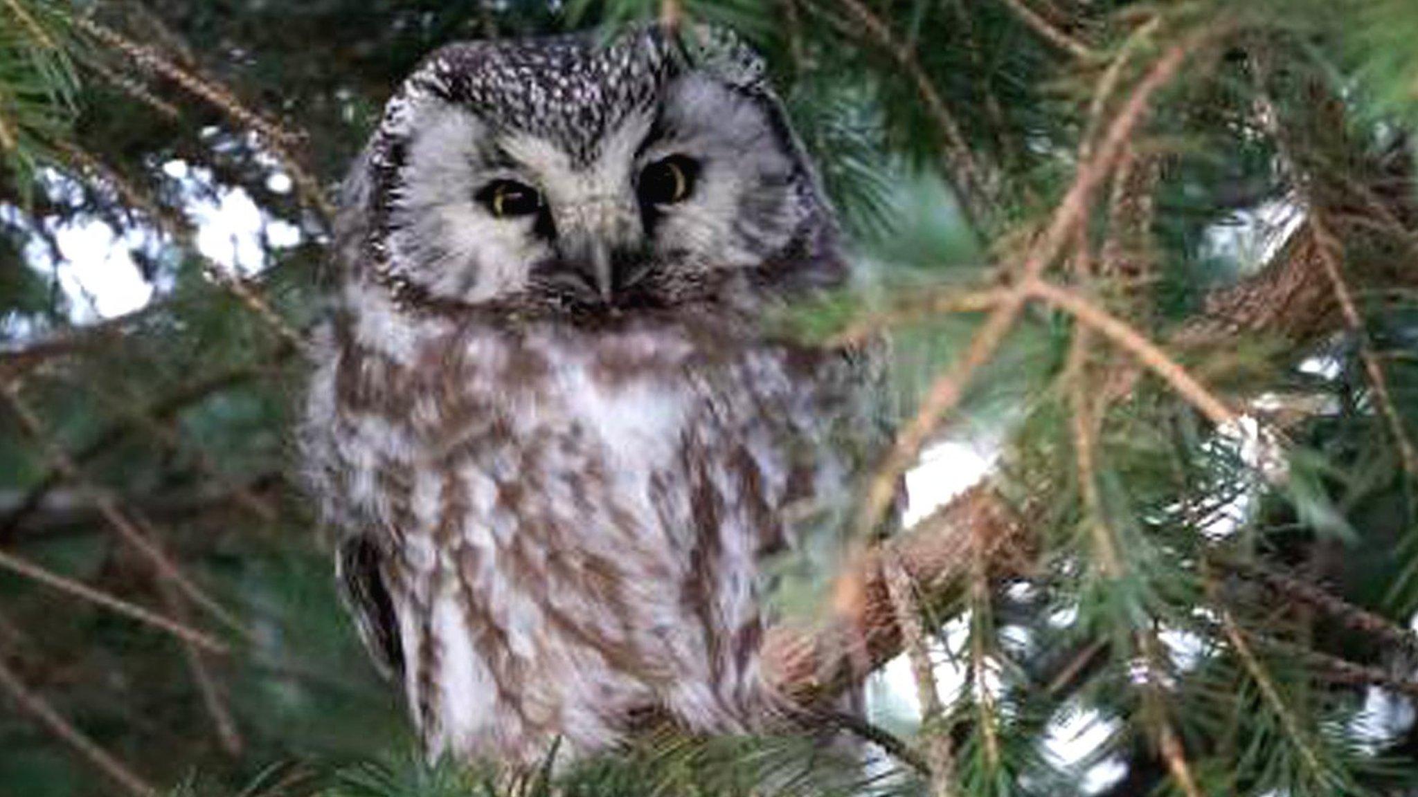 Tengmalm's owl