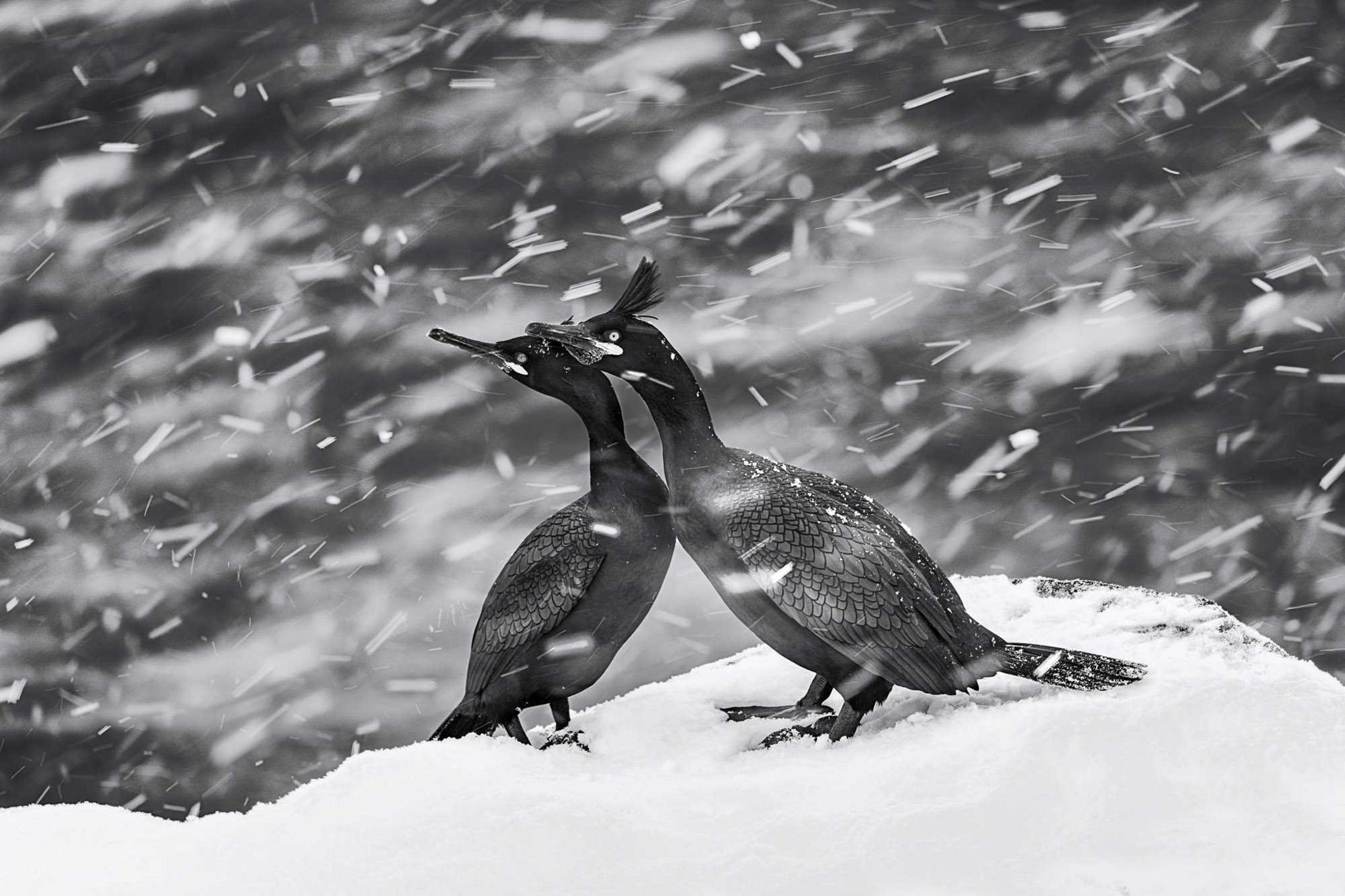 Two European shags in black and white in the snow